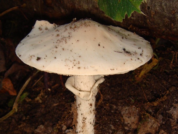 Amanita virosa - Мухомор вонючий - Destroying angel - Weißer Knollenblätterpilz.