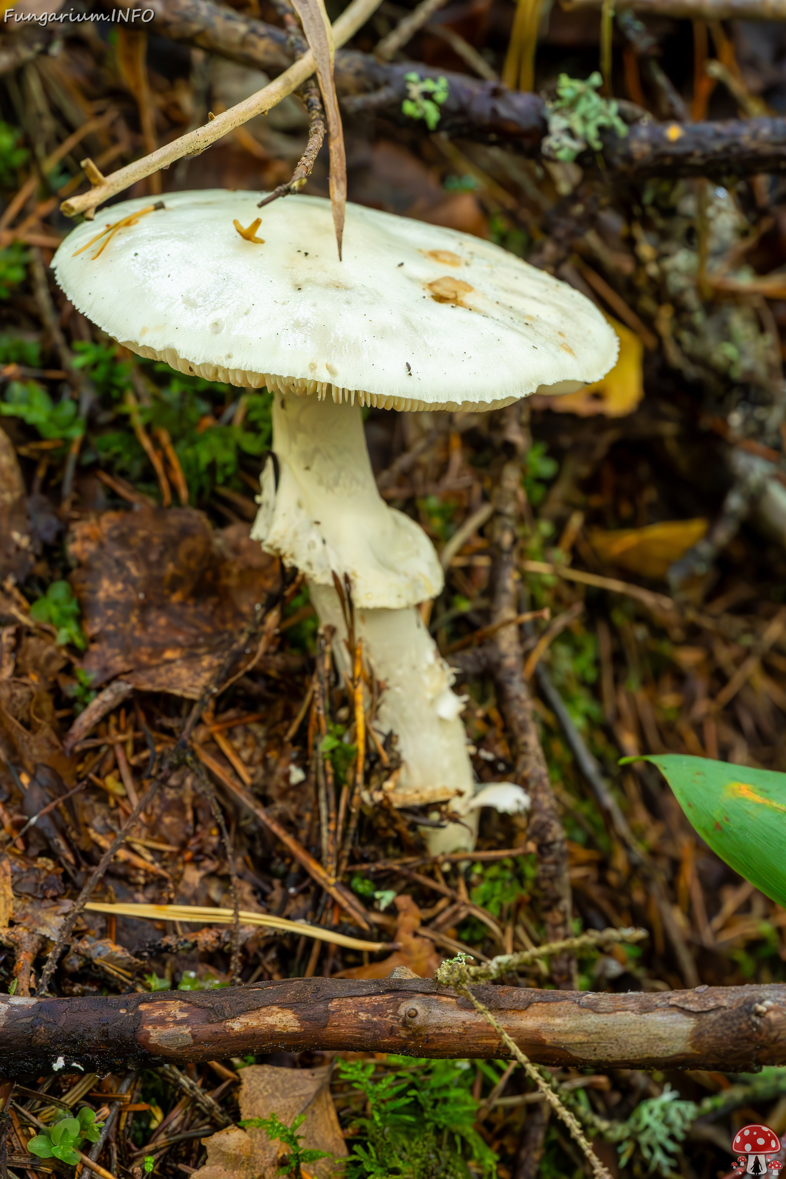 amanita-virosa_2023-09-14_1-1 