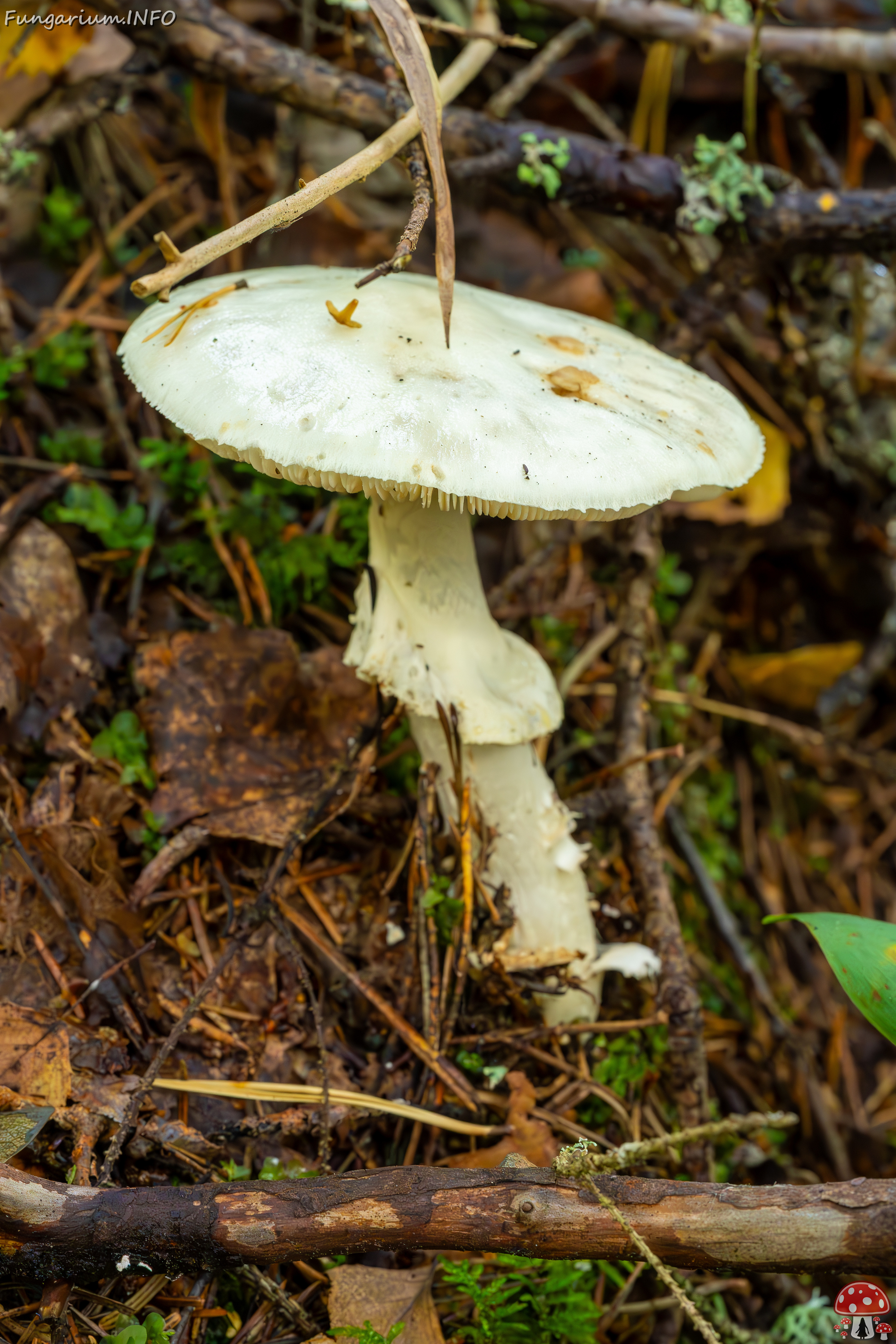 amanita-virosa_2023-09-14_1-3 