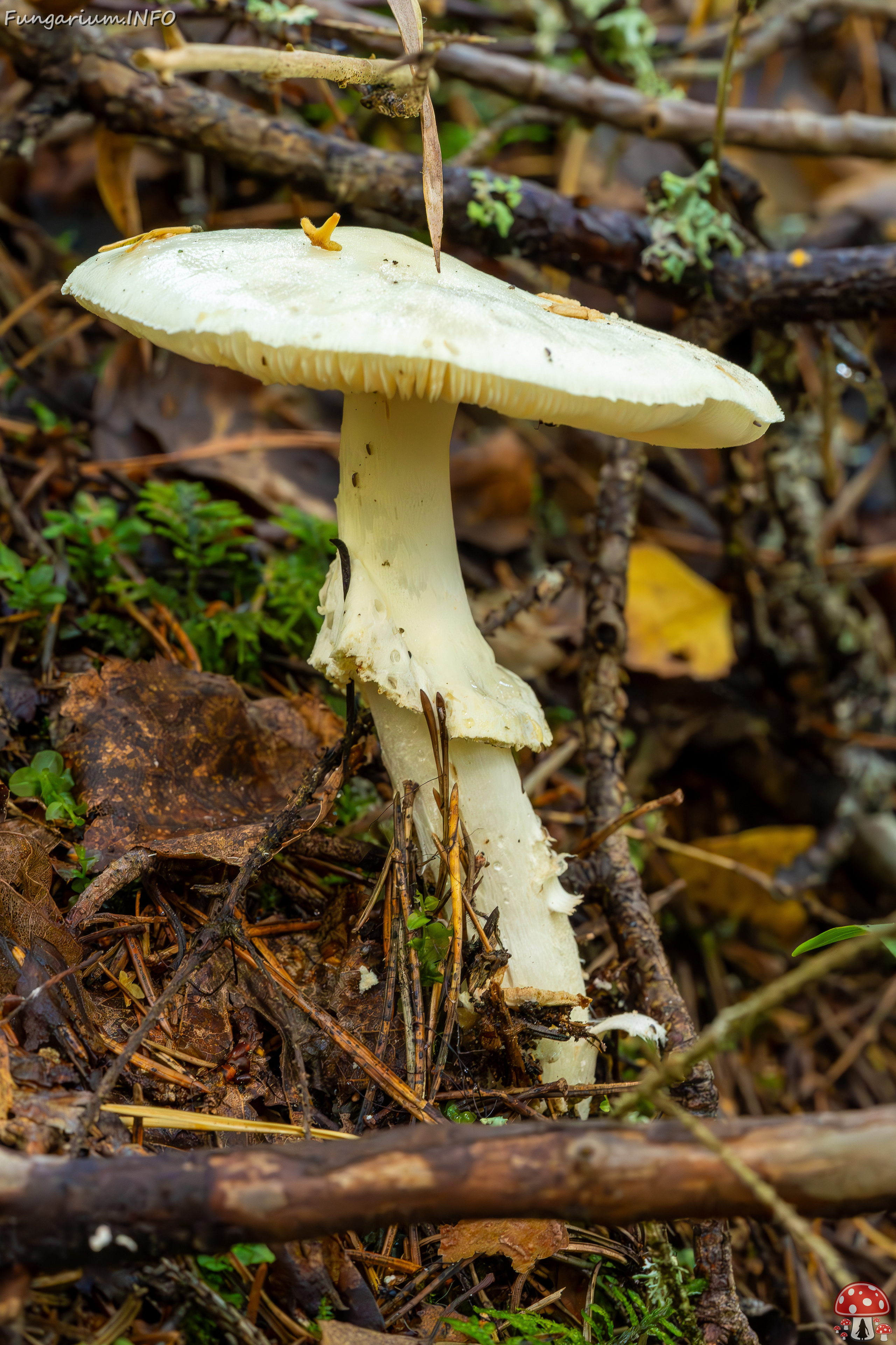 amanita-virosa_2023-09-14_1-4 