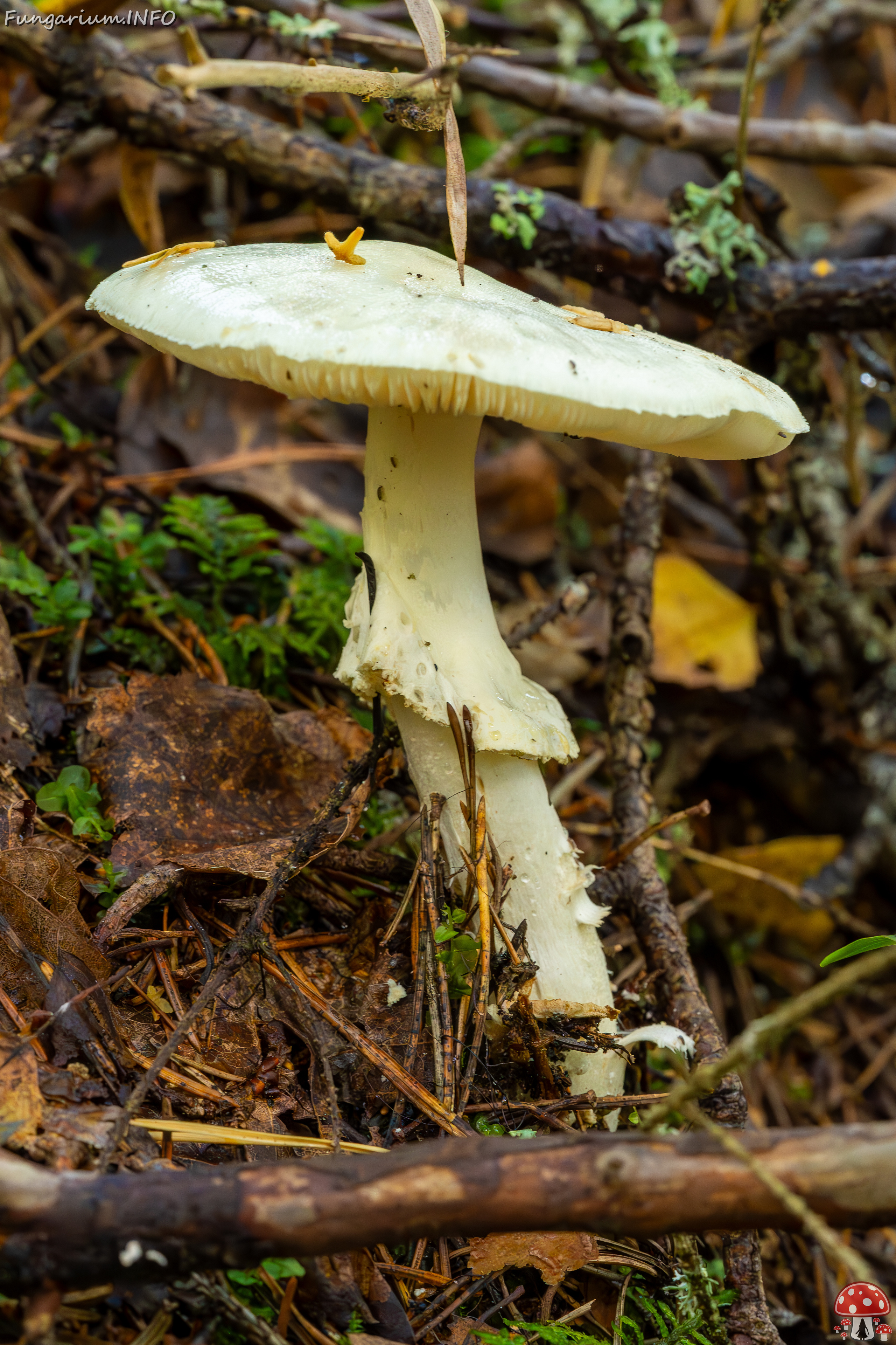 amanita-virosa_2023-09-14_1-5 