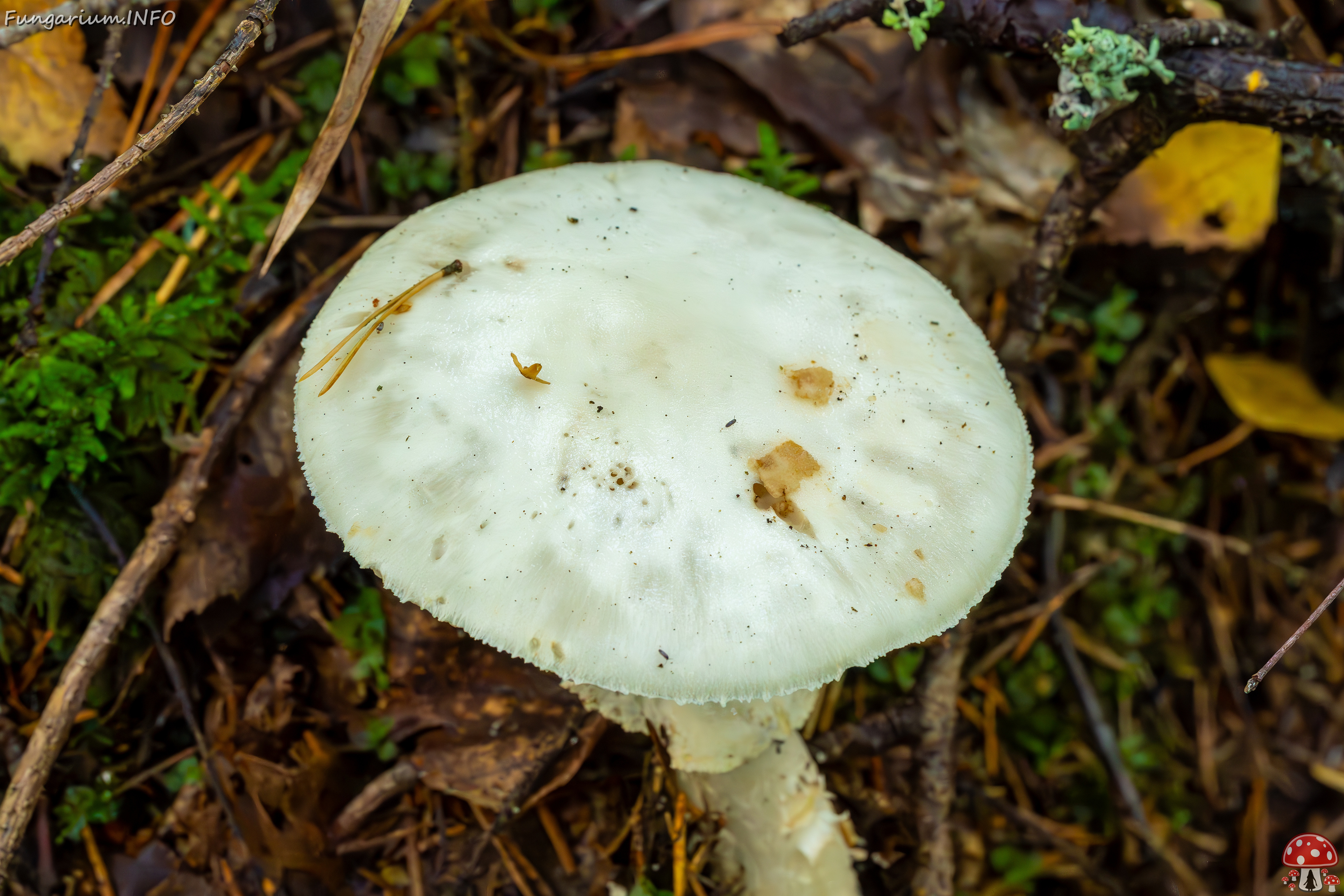 amanita-virosa_2023-09-14_1-6 