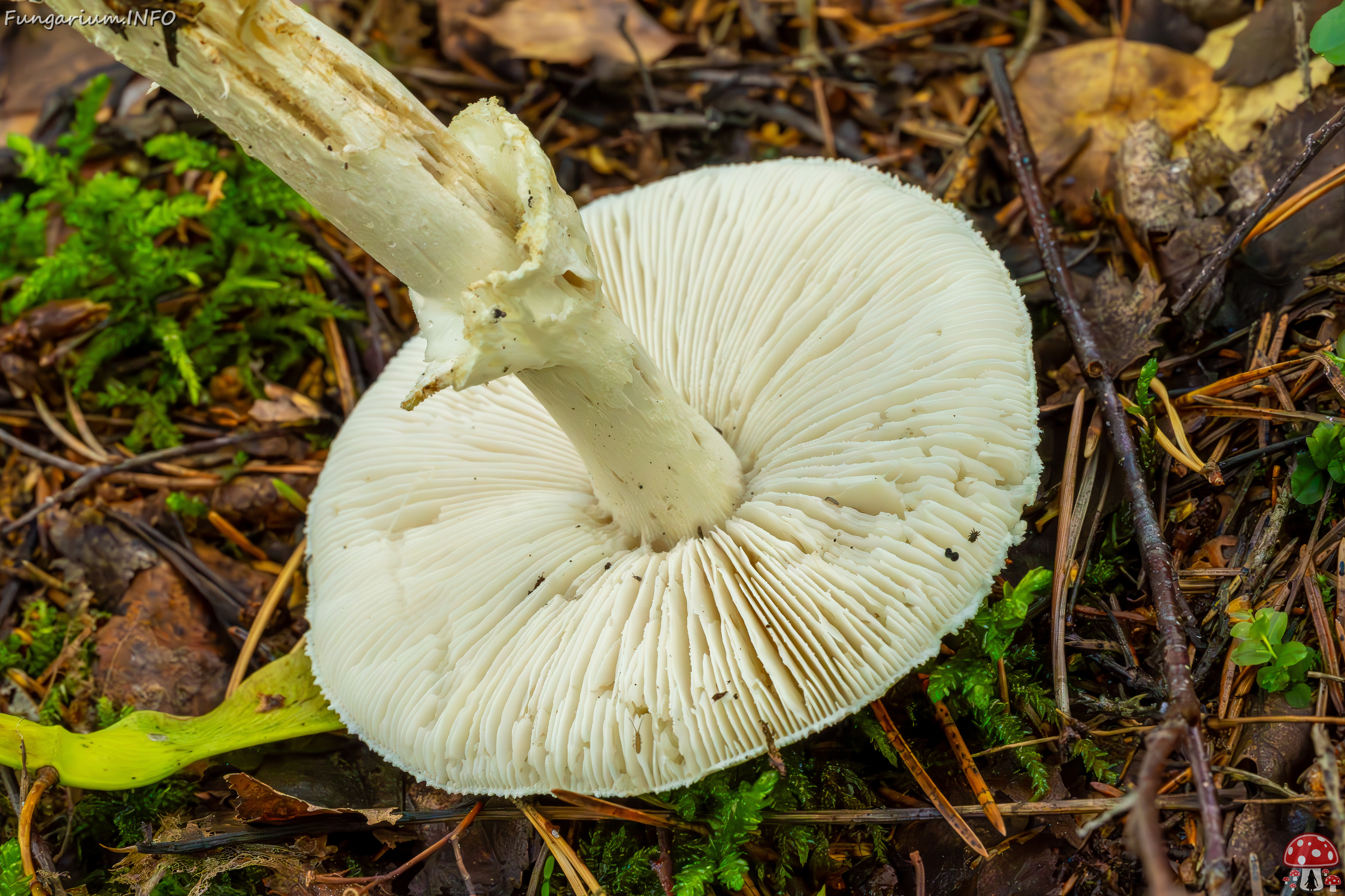 amanita-virosa_2023-09-14_1-7 