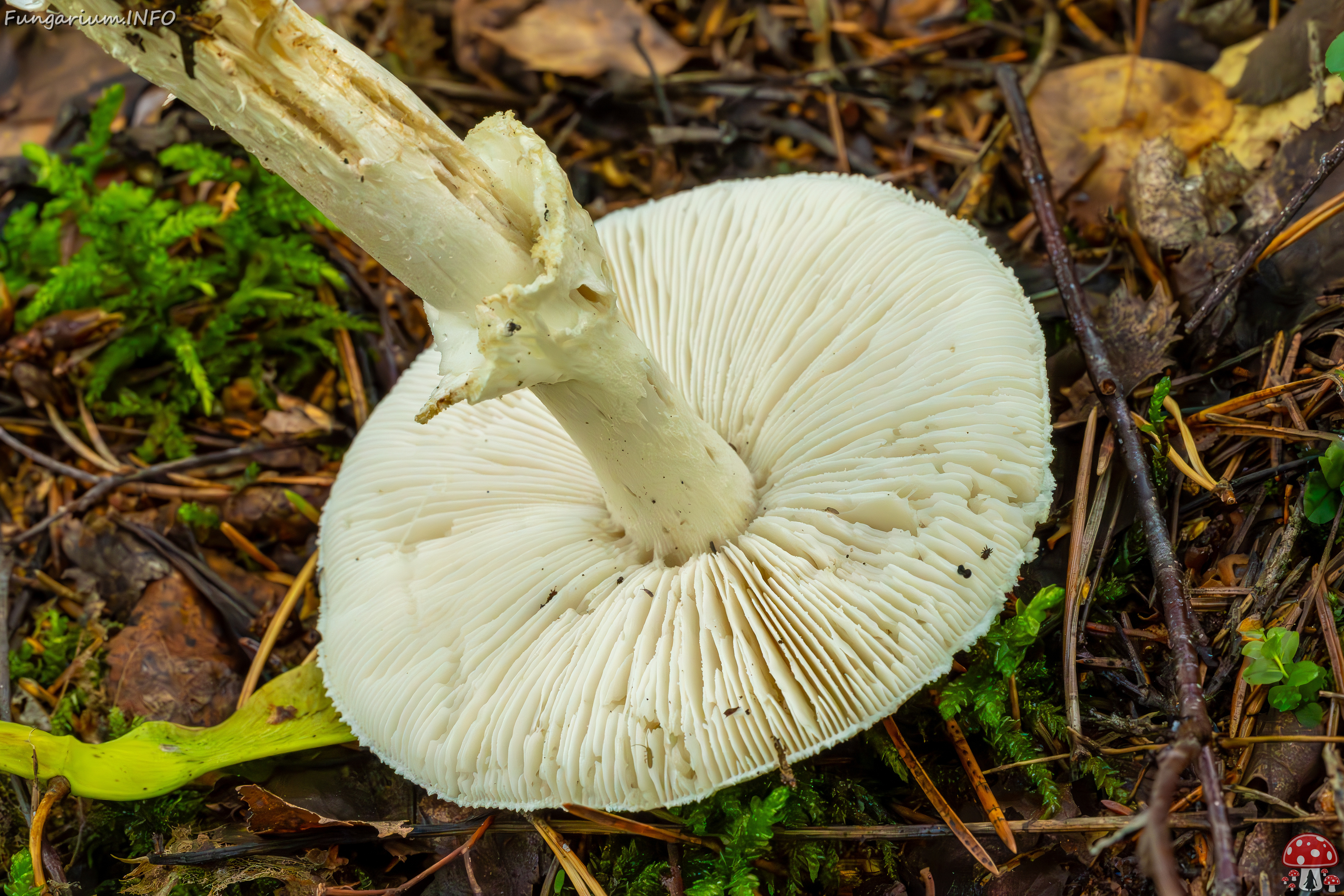 amanita-virosa_2023-09-14_1-8 