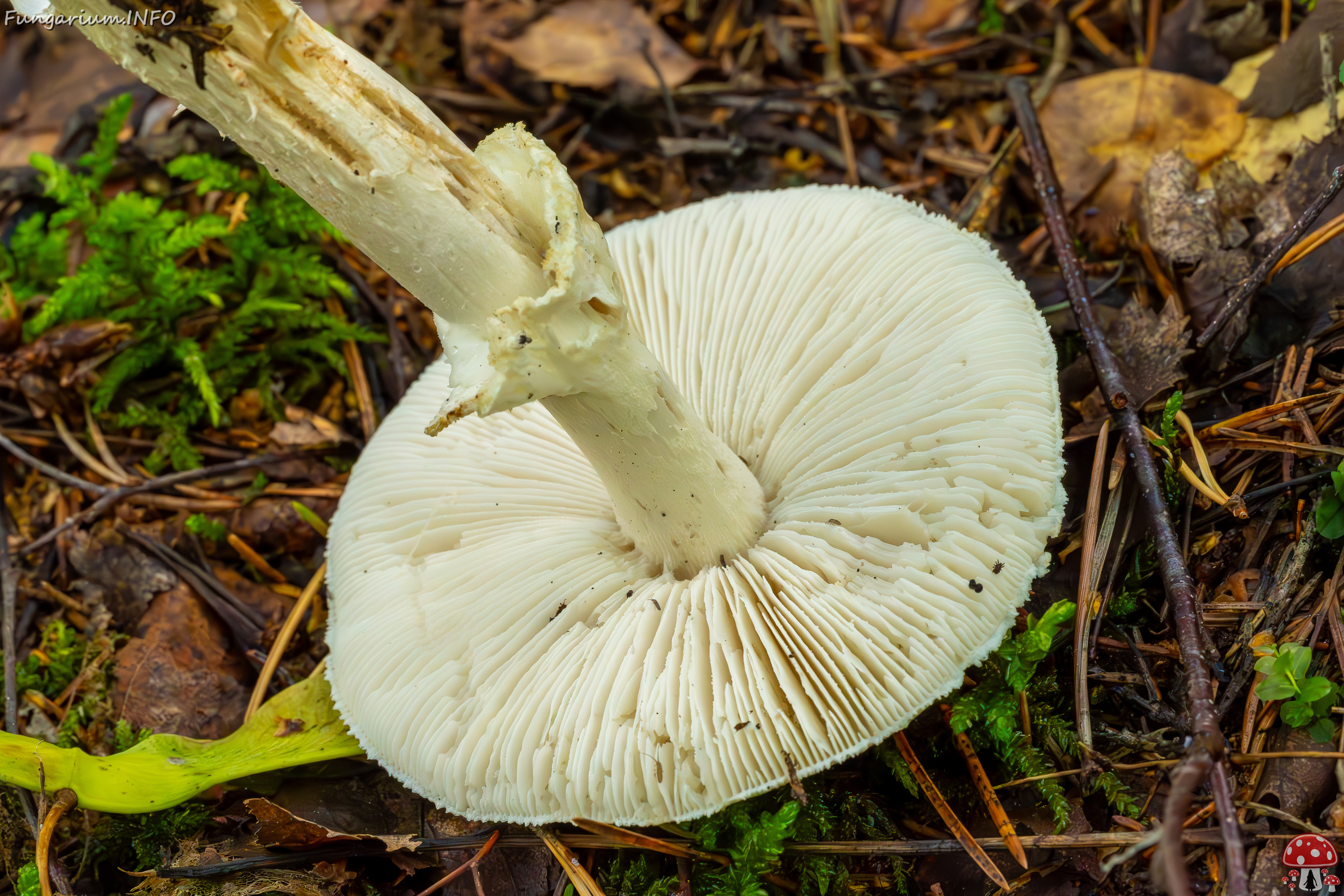 amanita-virosa_2023-09-14_1-9 