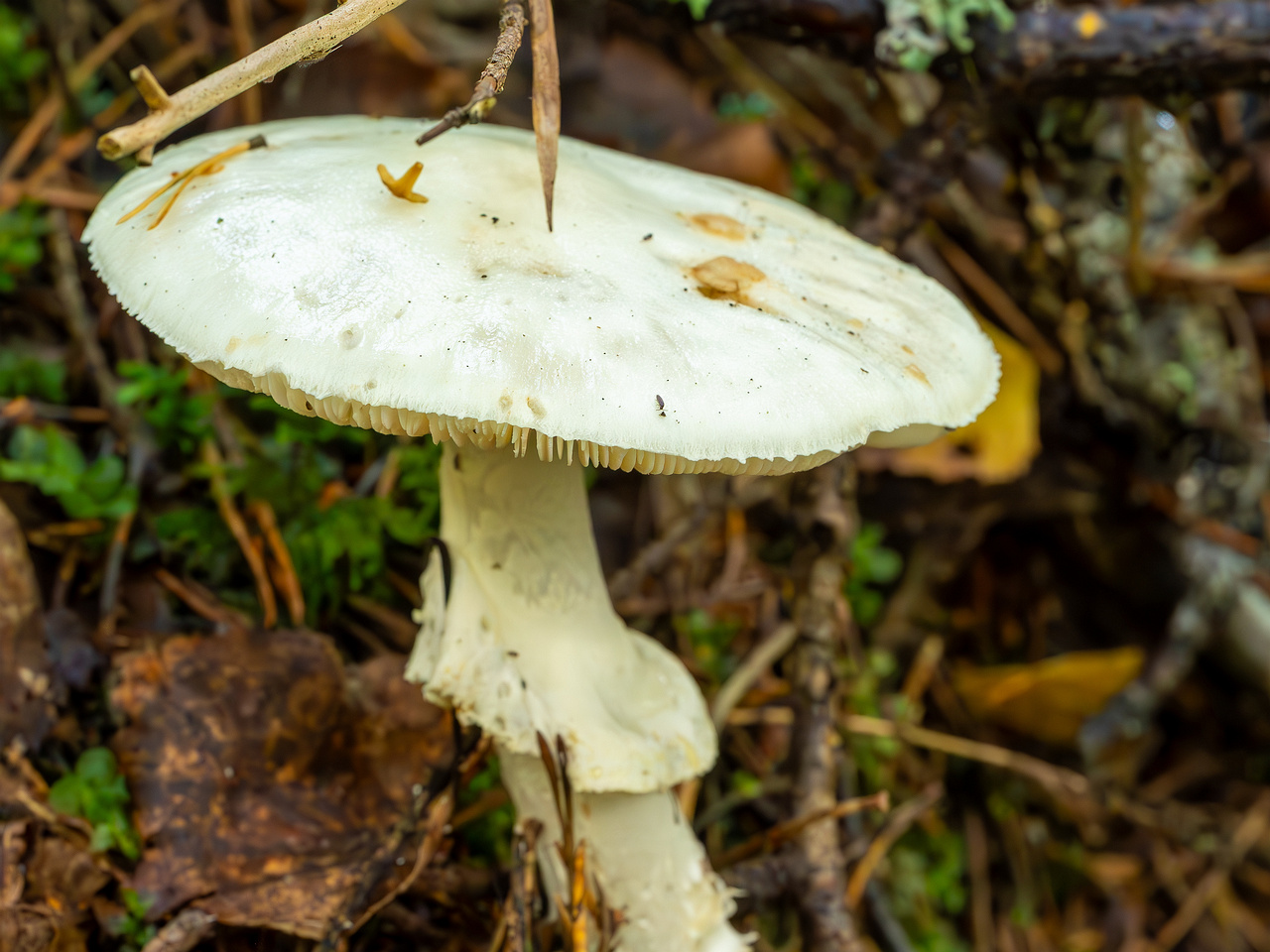 amanita-virosa_2023-09-14_1-1