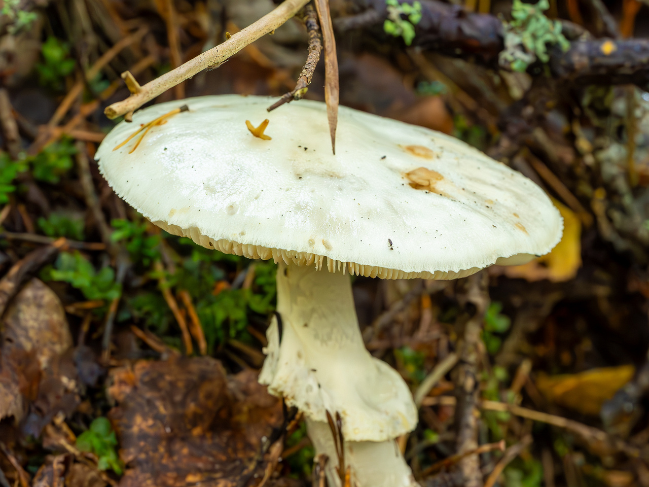 amanita-virosa_2023-09-14_1-2