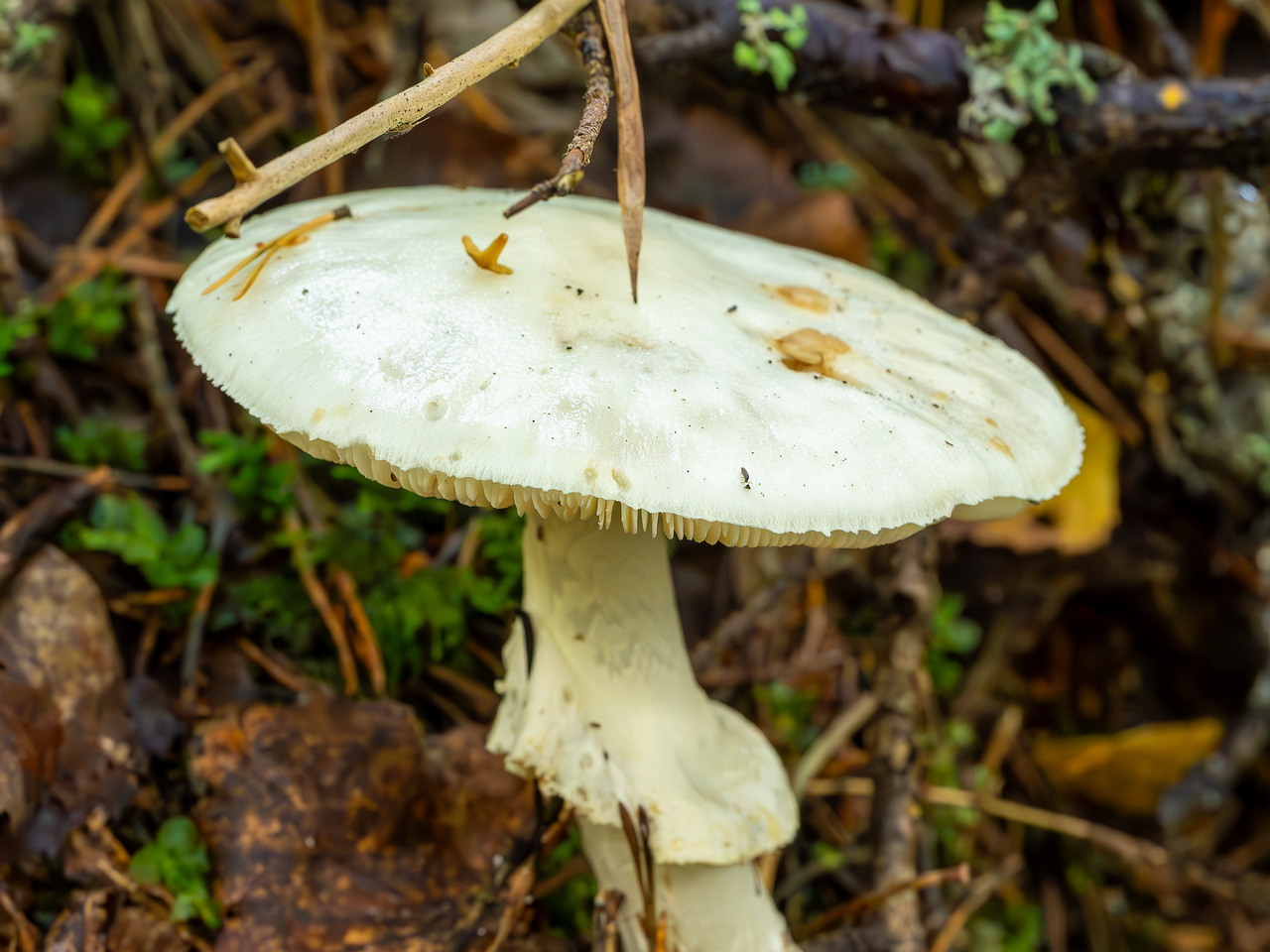 amanita-virosa_2023-09-14_1-3