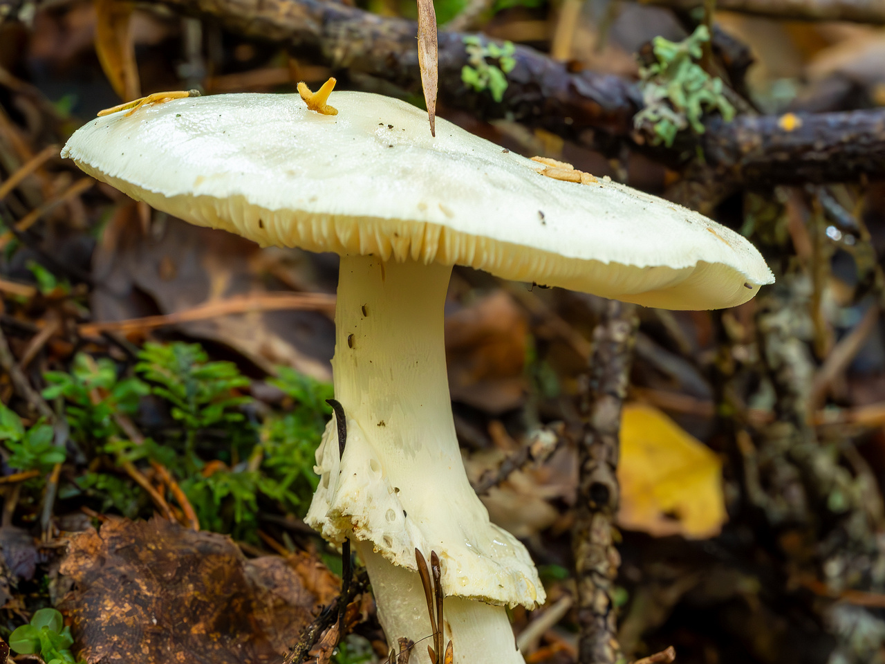 amanita-virosa_2023-09-14_1-4