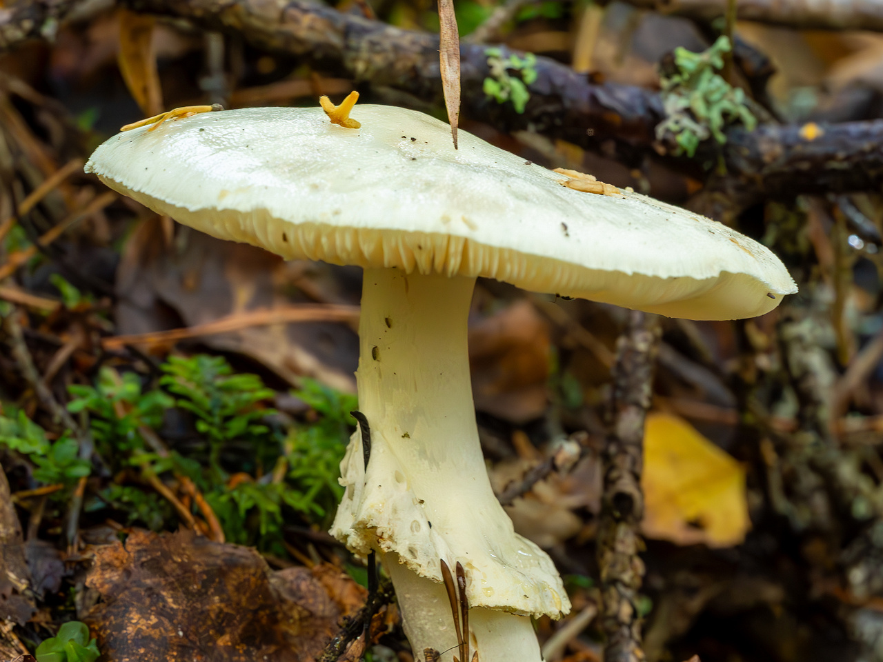 amanita-virosa_2023-09-14_1-5