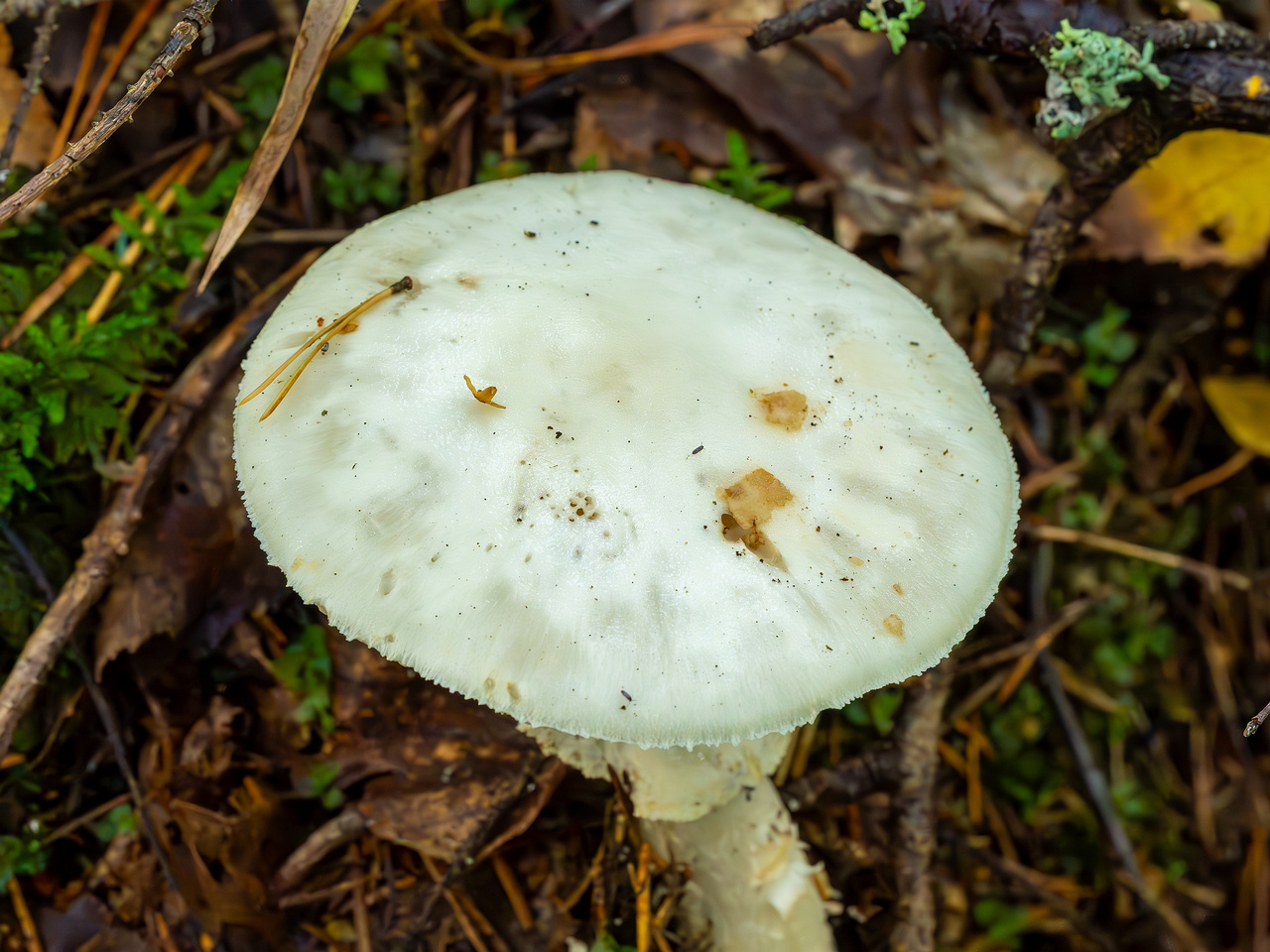 amanita-virosa_2023-09-14_1-6