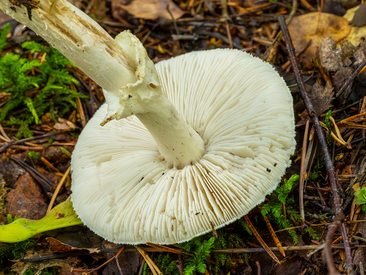 amanita-virosa_2023-09-14_1-7