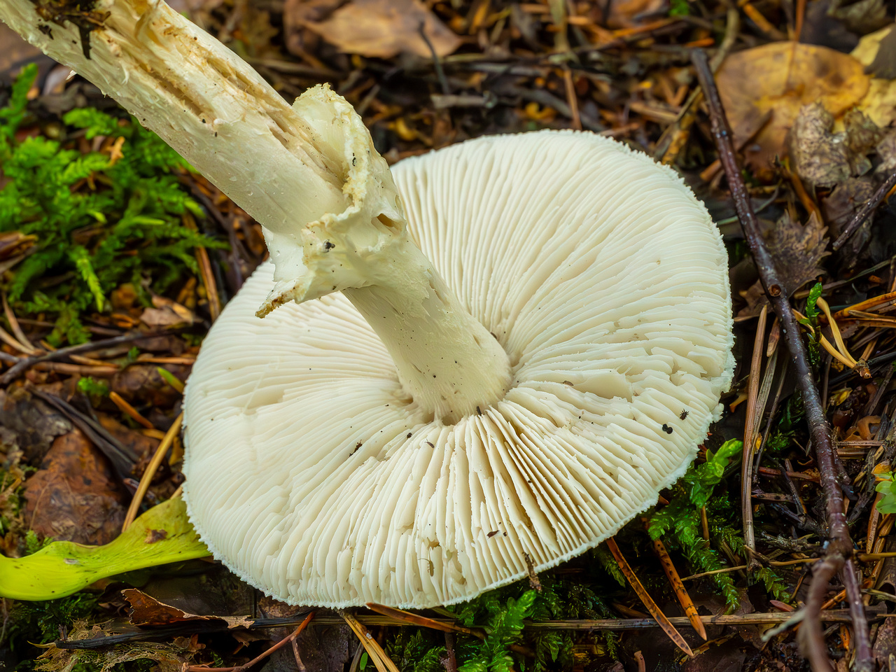 amanita-virosa_2023-09-14_1-8