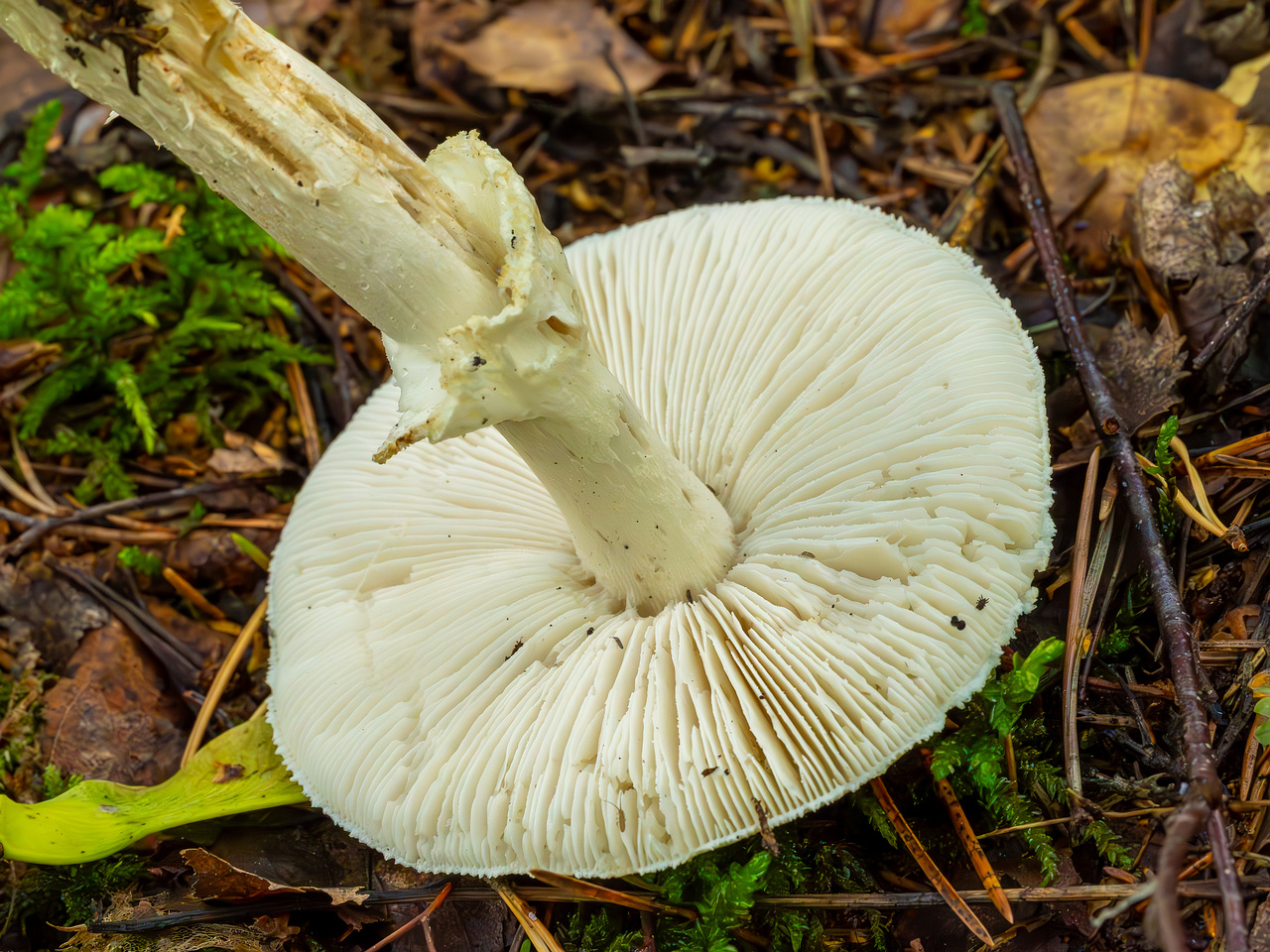 amanita-virosa_2023-09-14_1-9