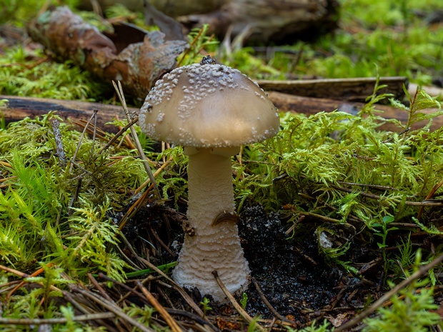 Amanita excelsa - Мухомор высокий - Tall Amanita - Hohe Fliegenpilz