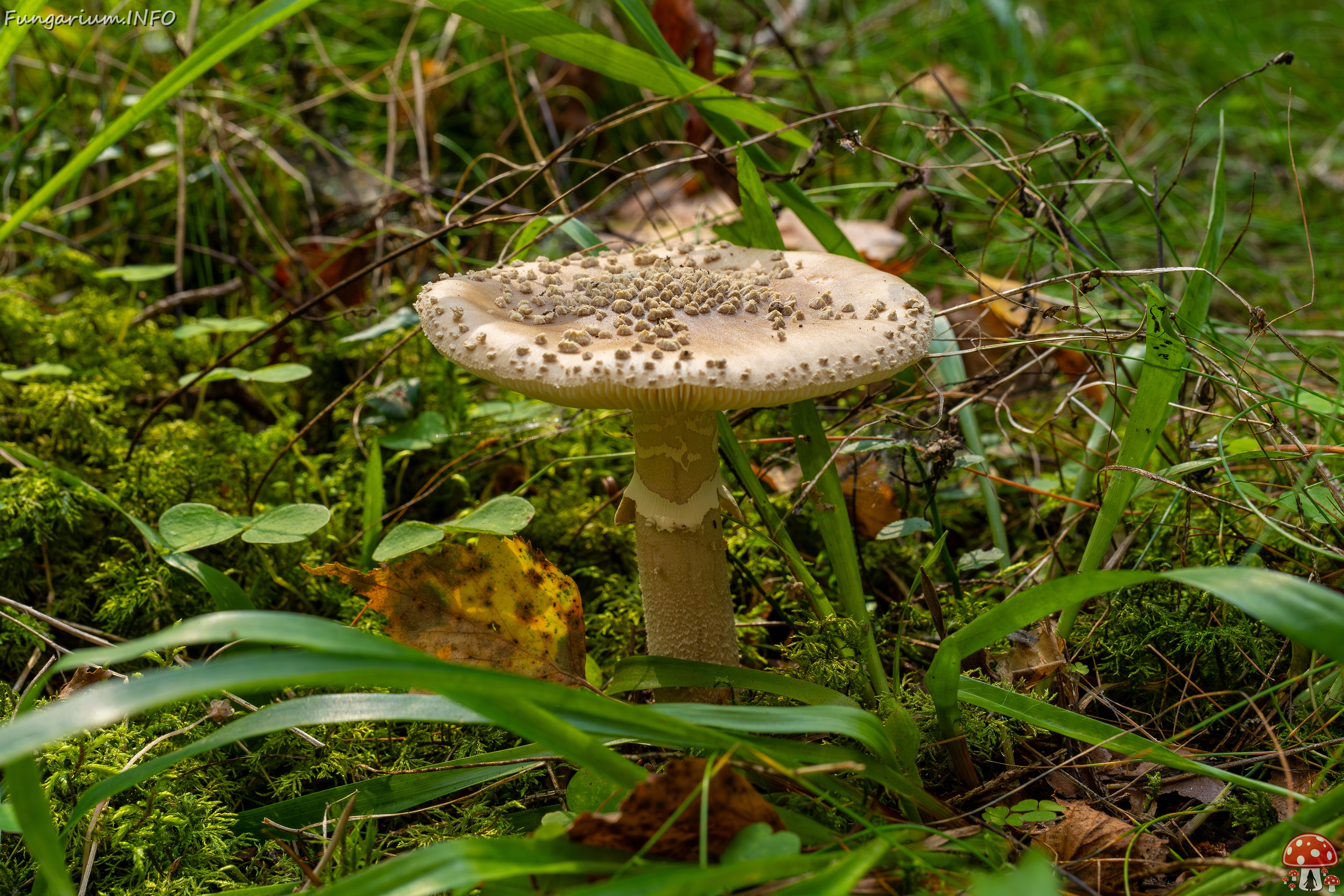 !Amanita excelsa _2025-09-06_1-10 