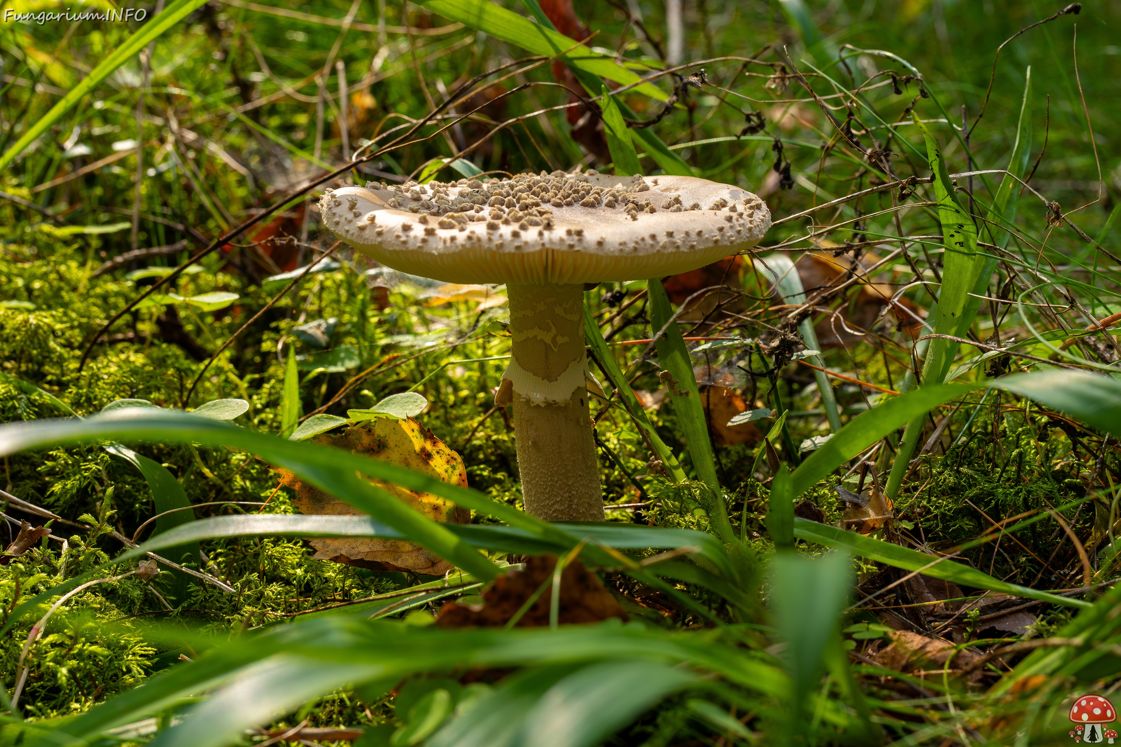 Amanita excelsa _2025-09-06_1-11 