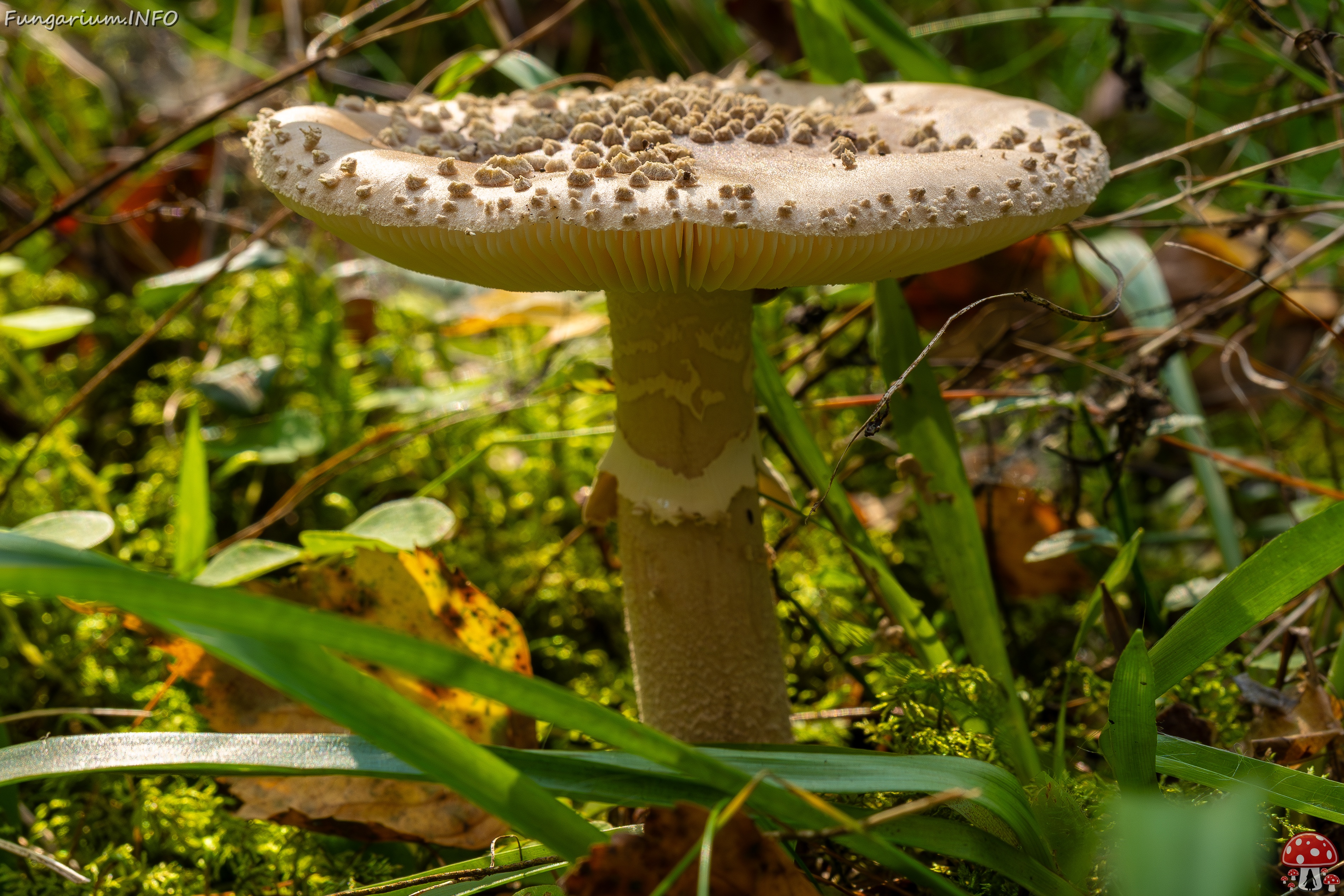 Amanita excelsa _2025-09-06_1-12 
