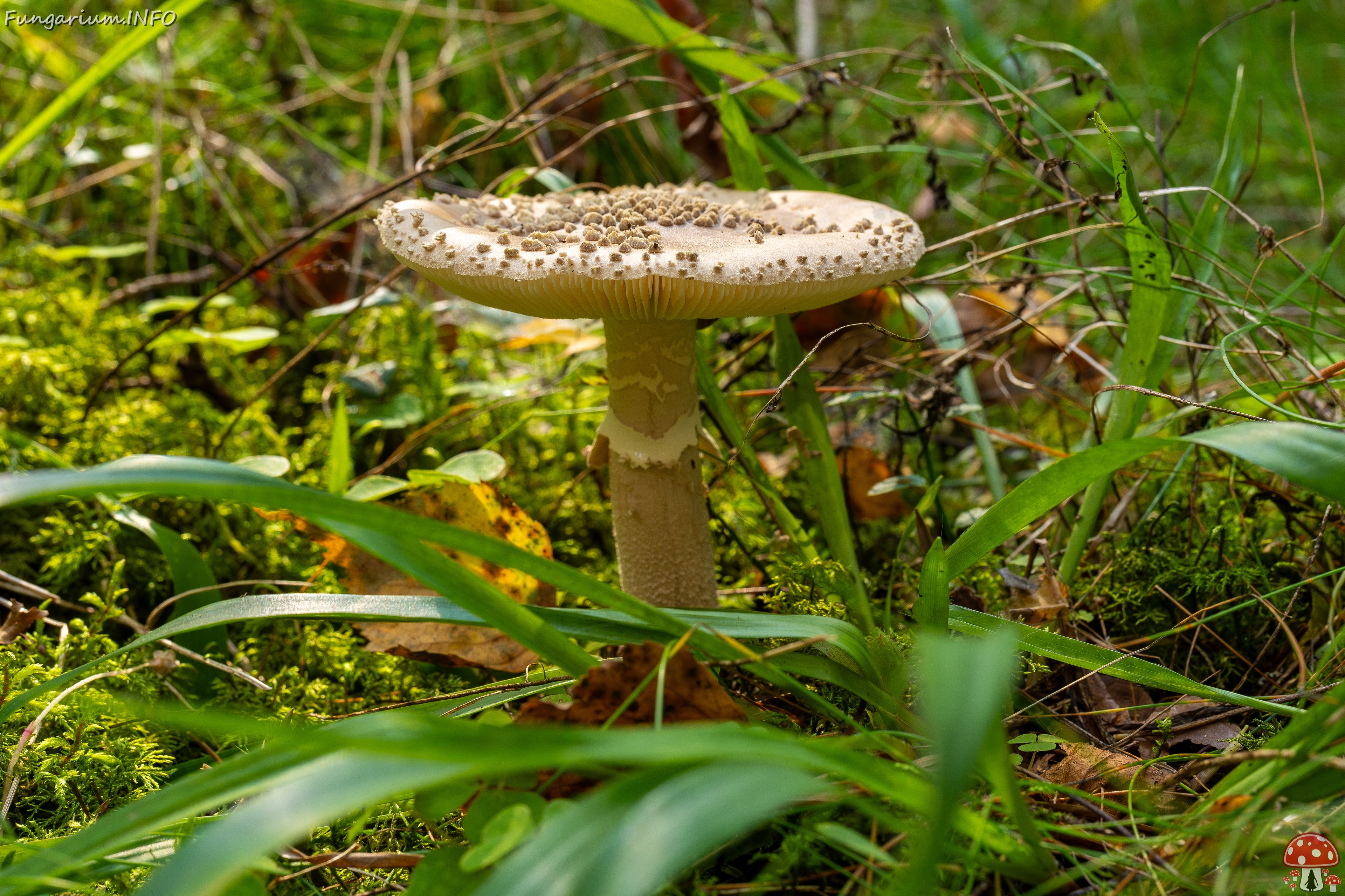Amanita excelsa _2025-09-06_1-13 
