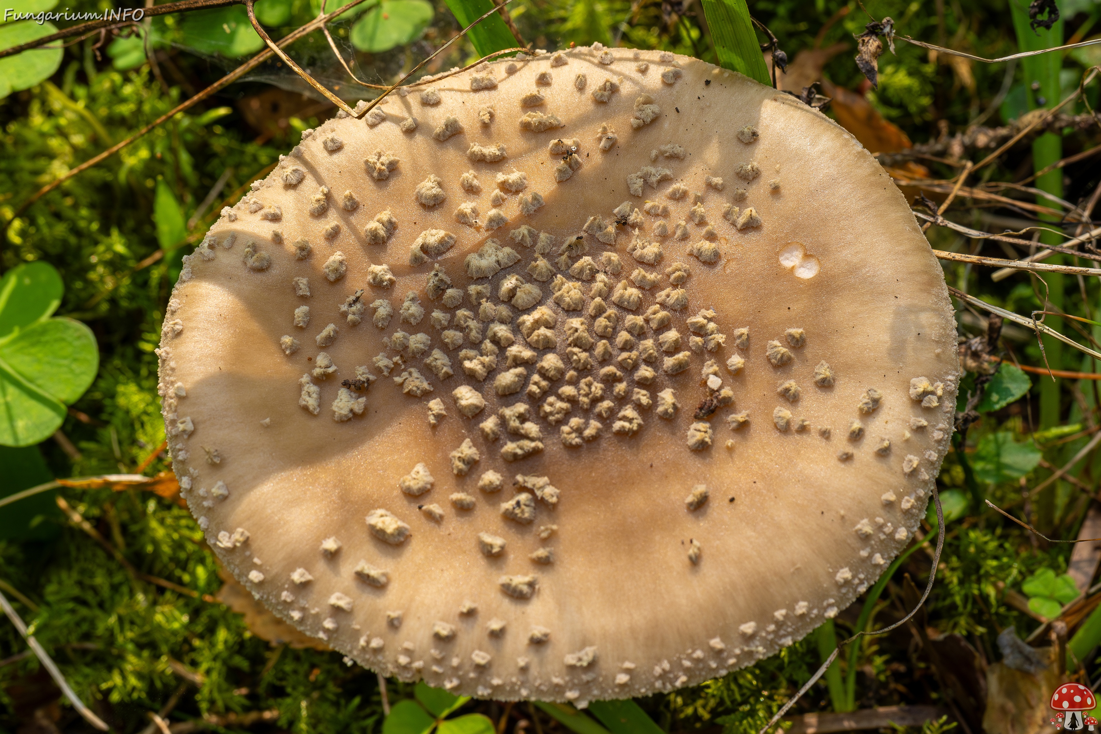 Amanita excelsa _2025-09-06_1-14 