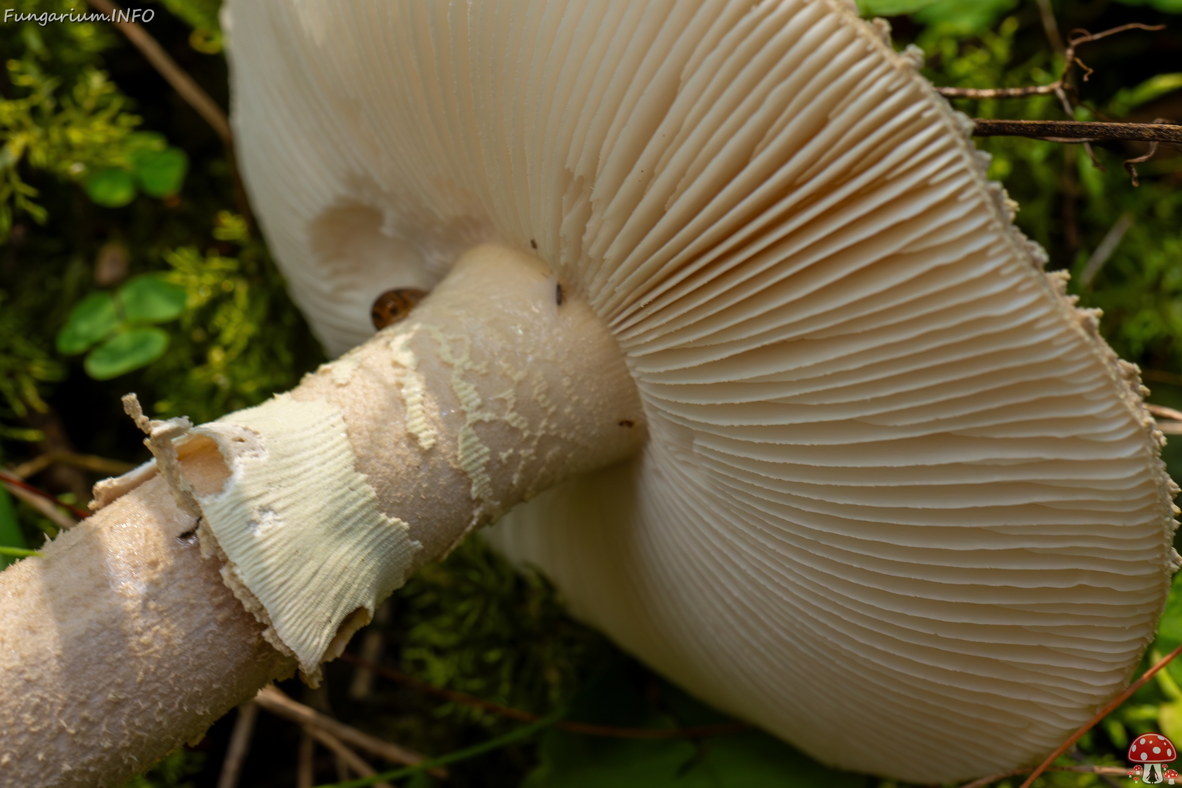Amanita excelsa _2025-09-06_1-15 