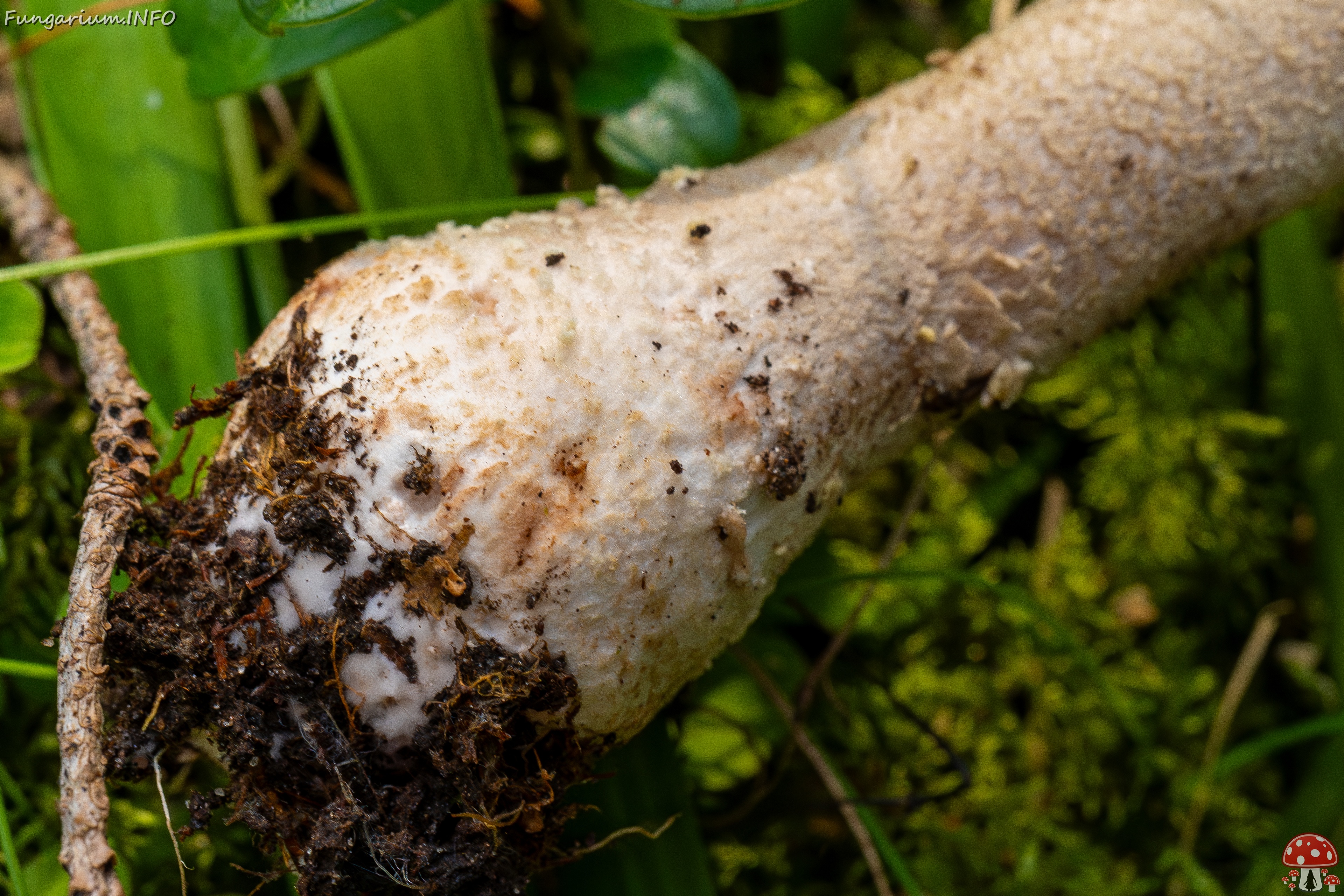 Amanita excelsa _2025-09-06_1-17 