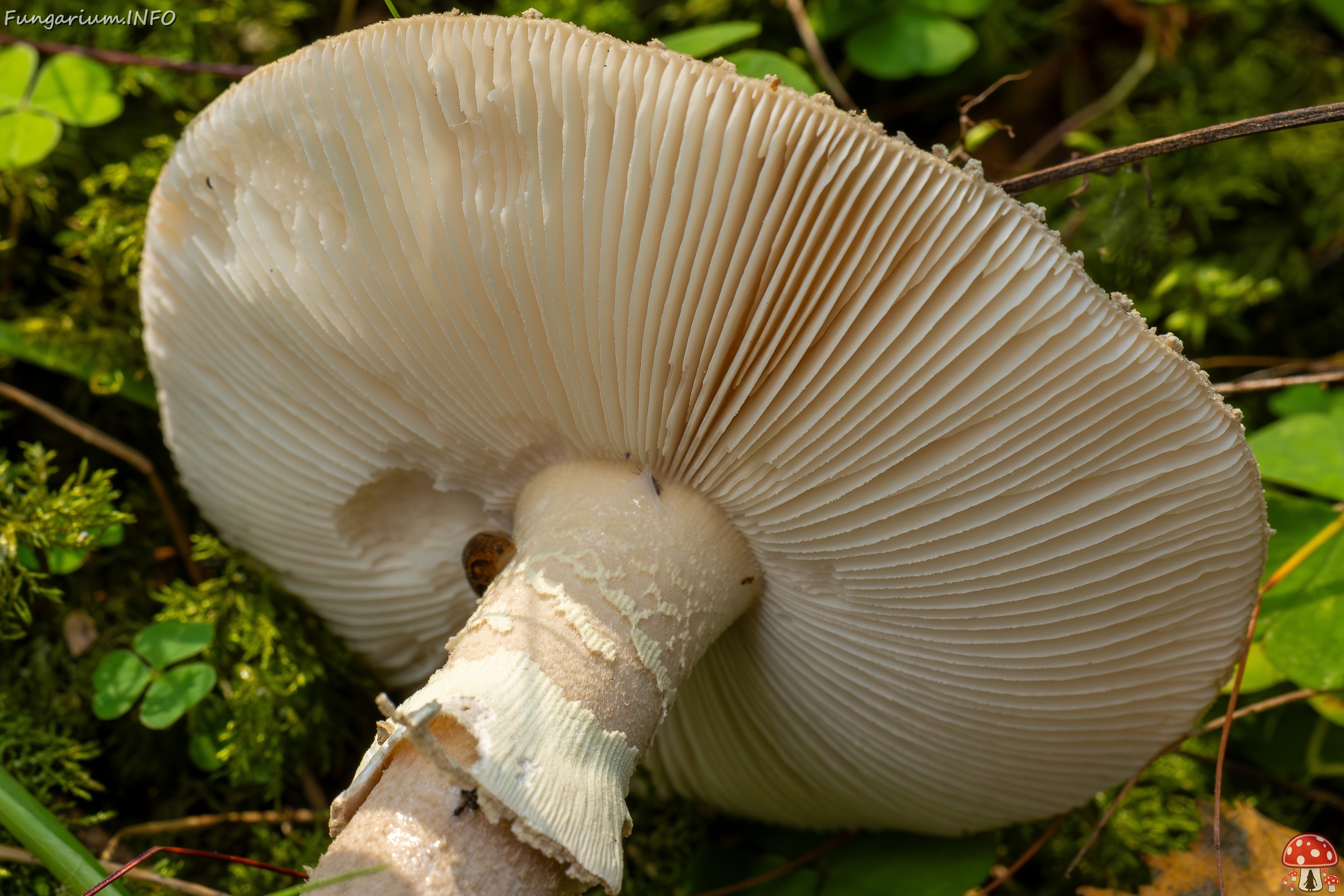 Amanita excelsa _2025-09-06_1-18 