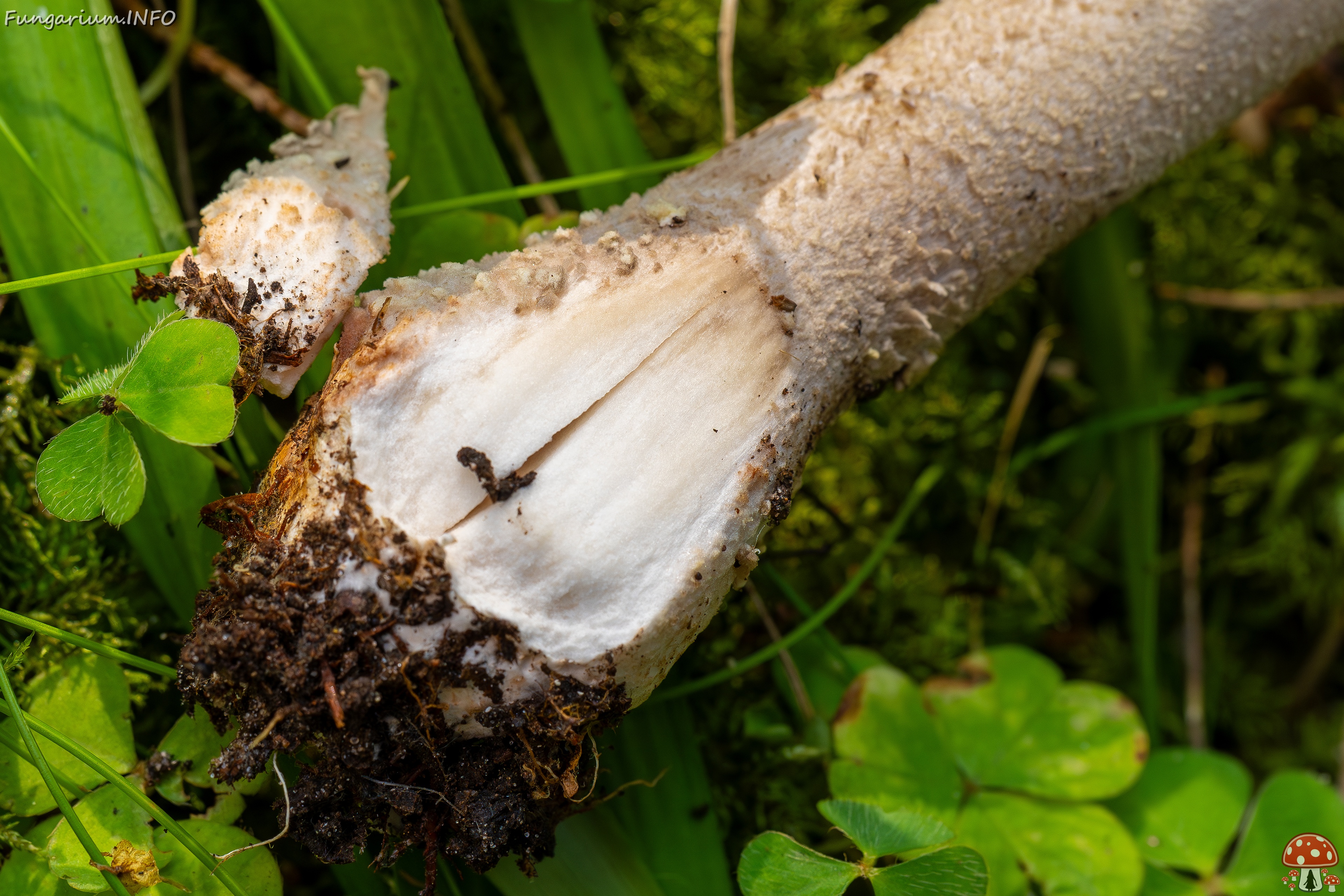Amanita excelsa _2025-09-06_1-19 