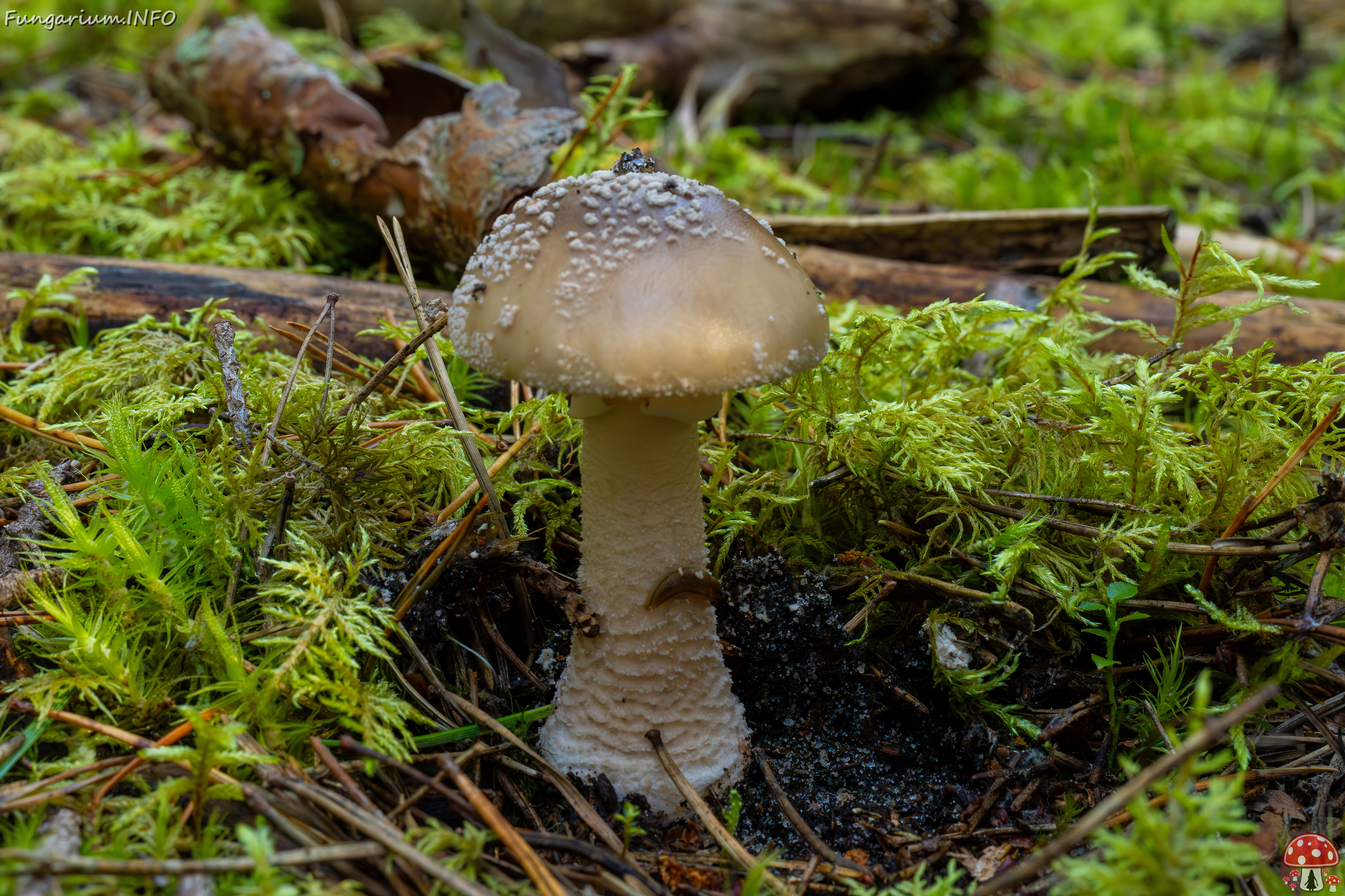 amanita-excelsa_2024-09-18_1-1 