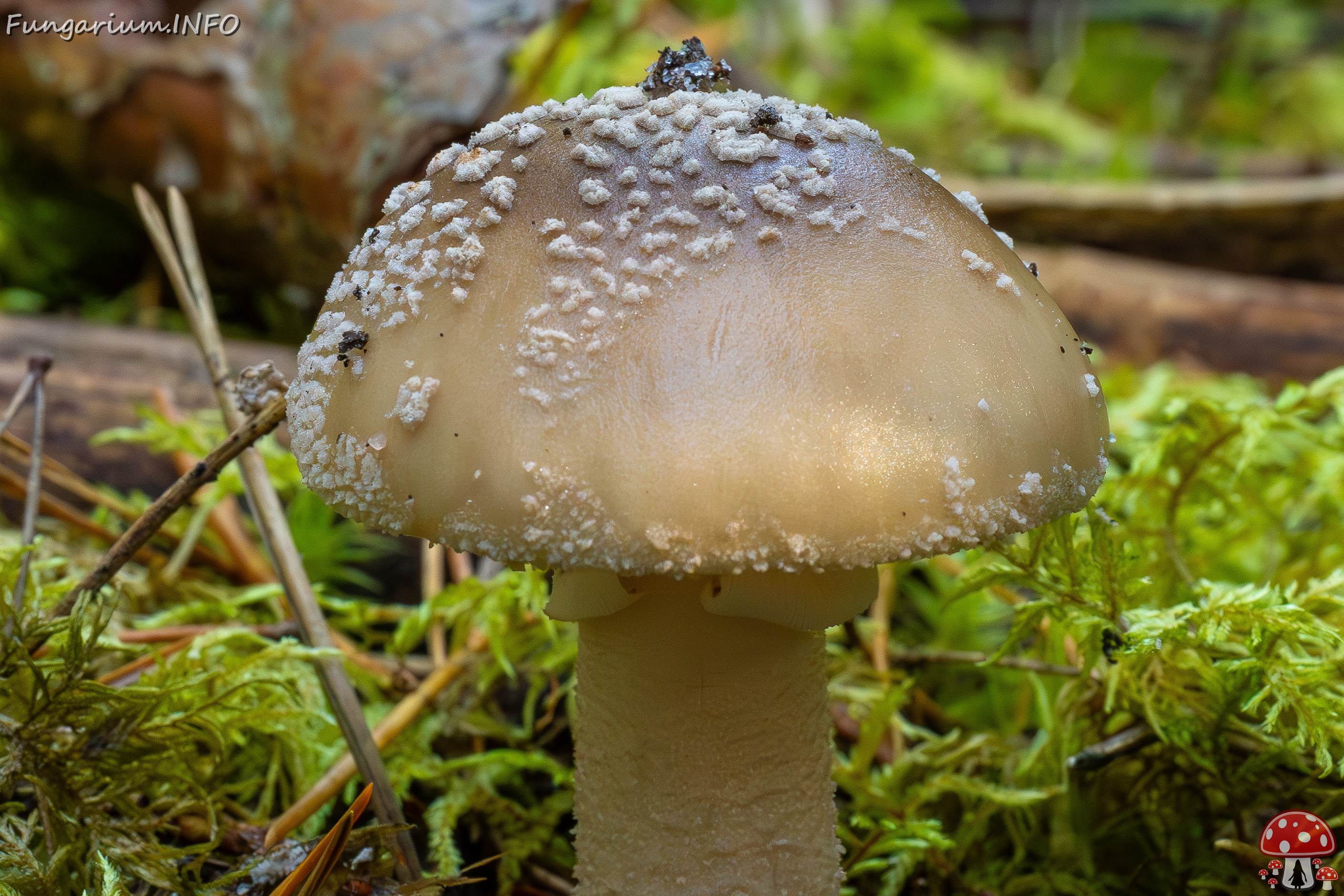 amanita-excelsa_2024-09-18_1-2 