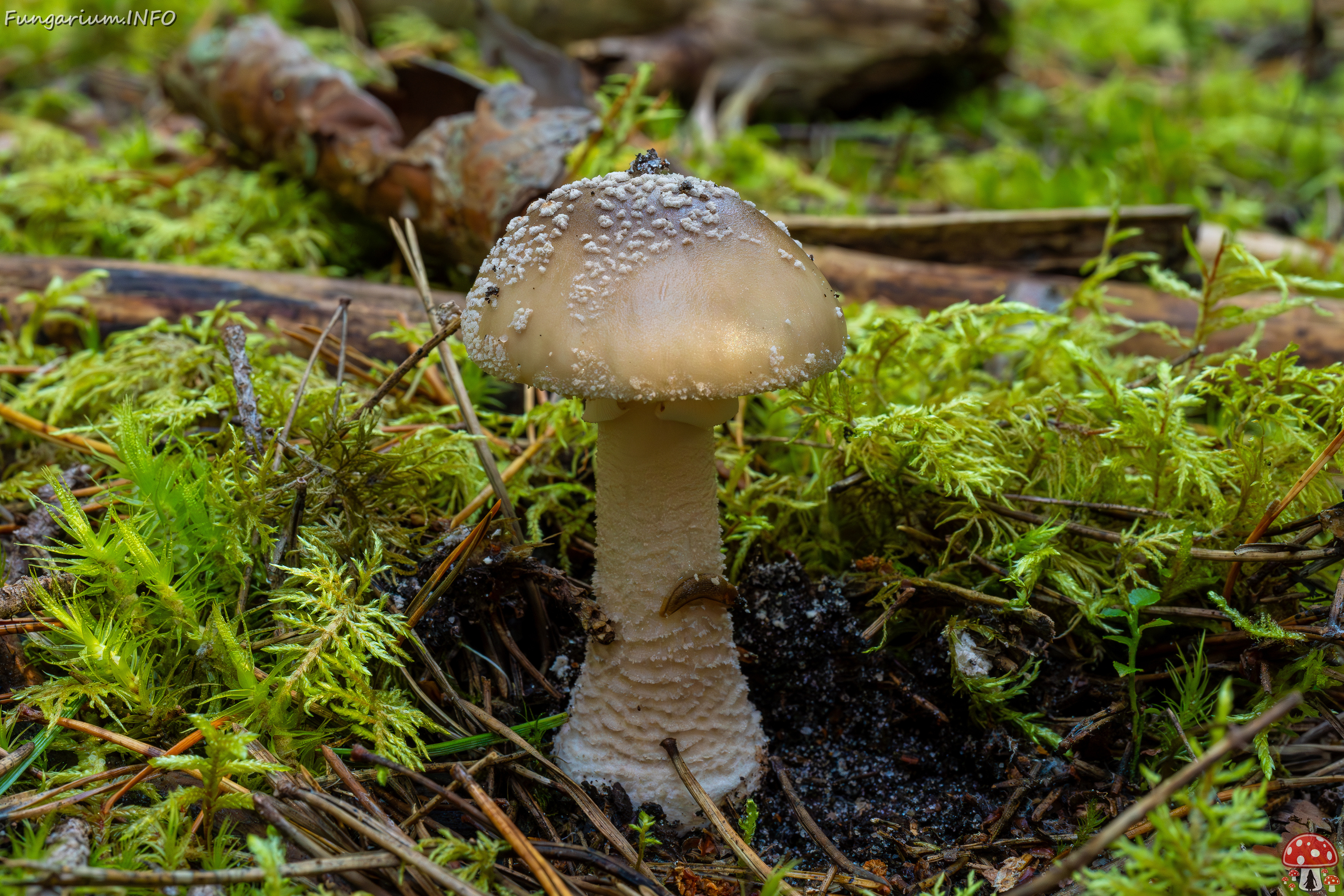 amanita-excelsa_2024-09-18_1-3 