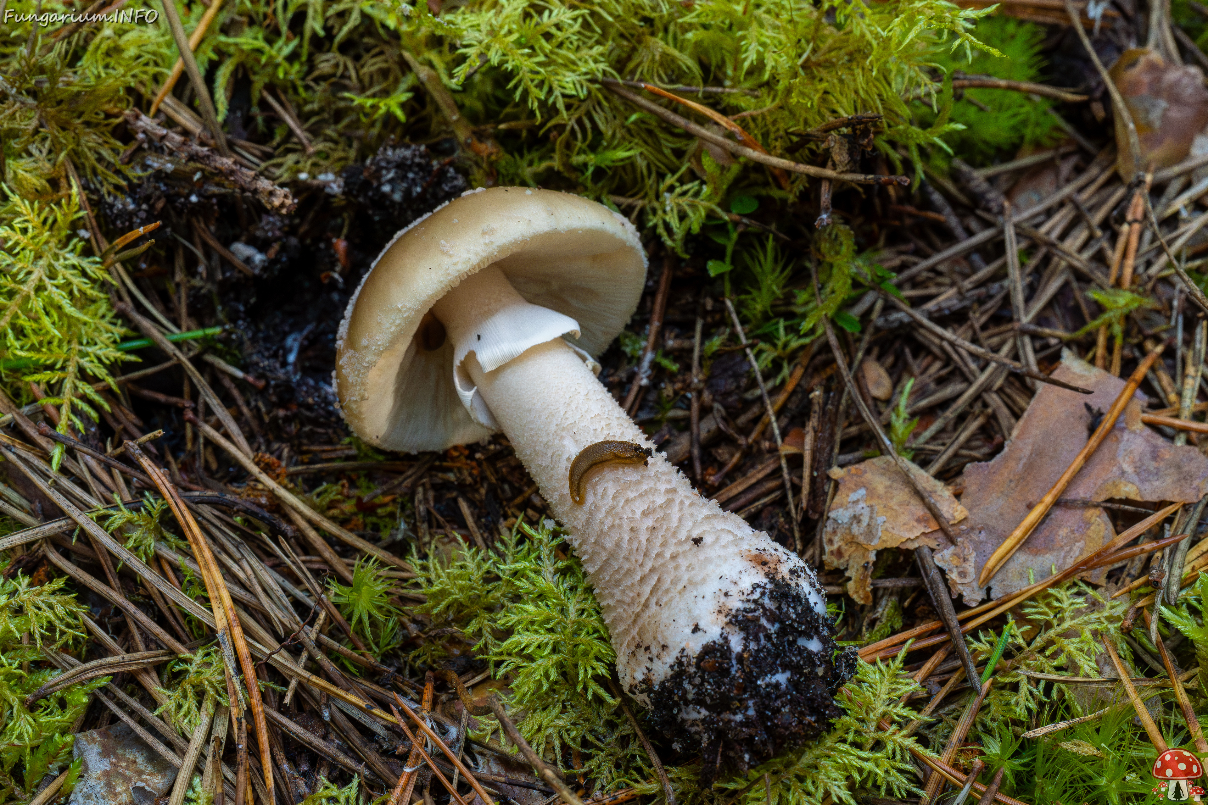 amanita-excelsa_2024-09-18_1-4 