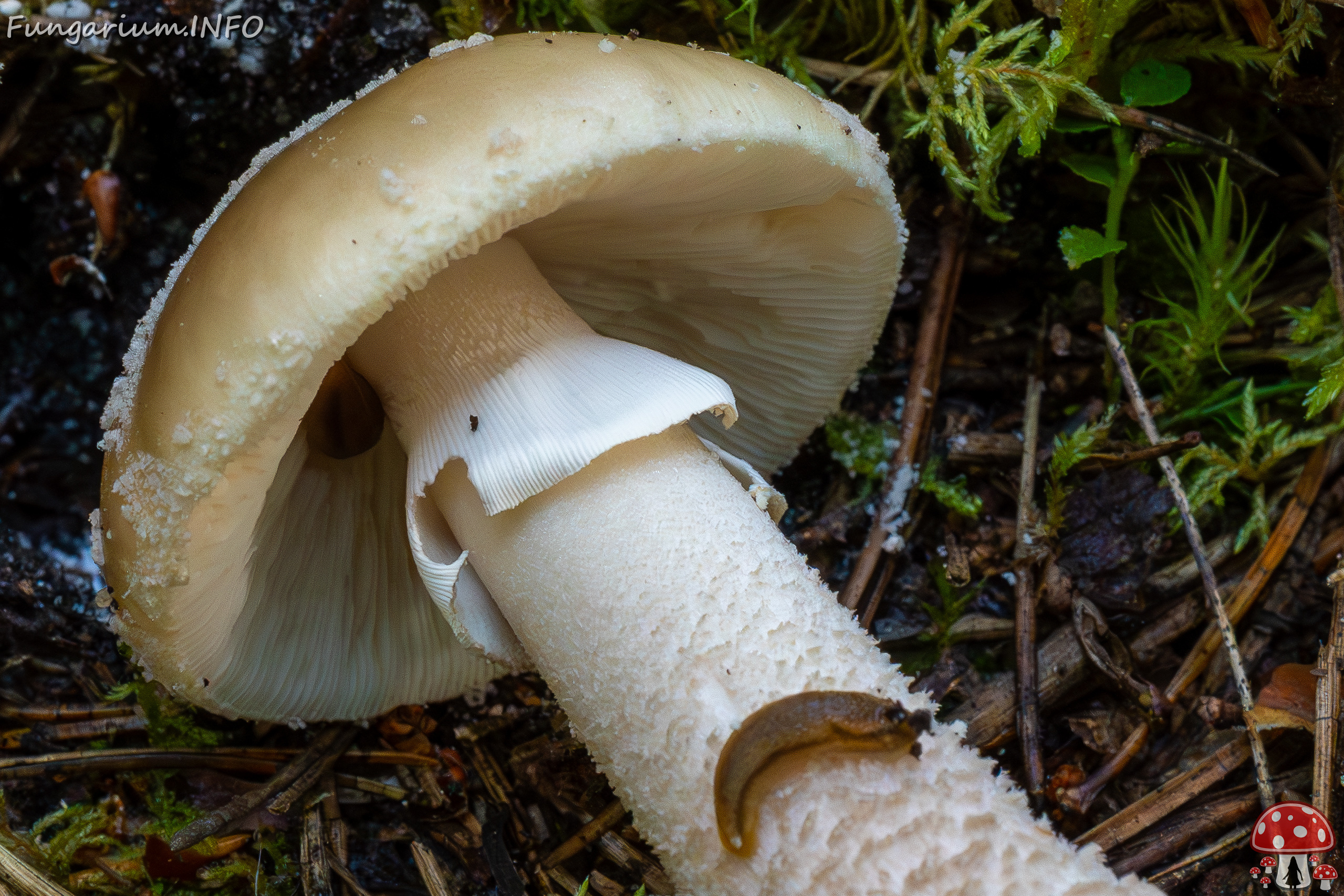 amanita-excelsa_2024-09-18_1-5 