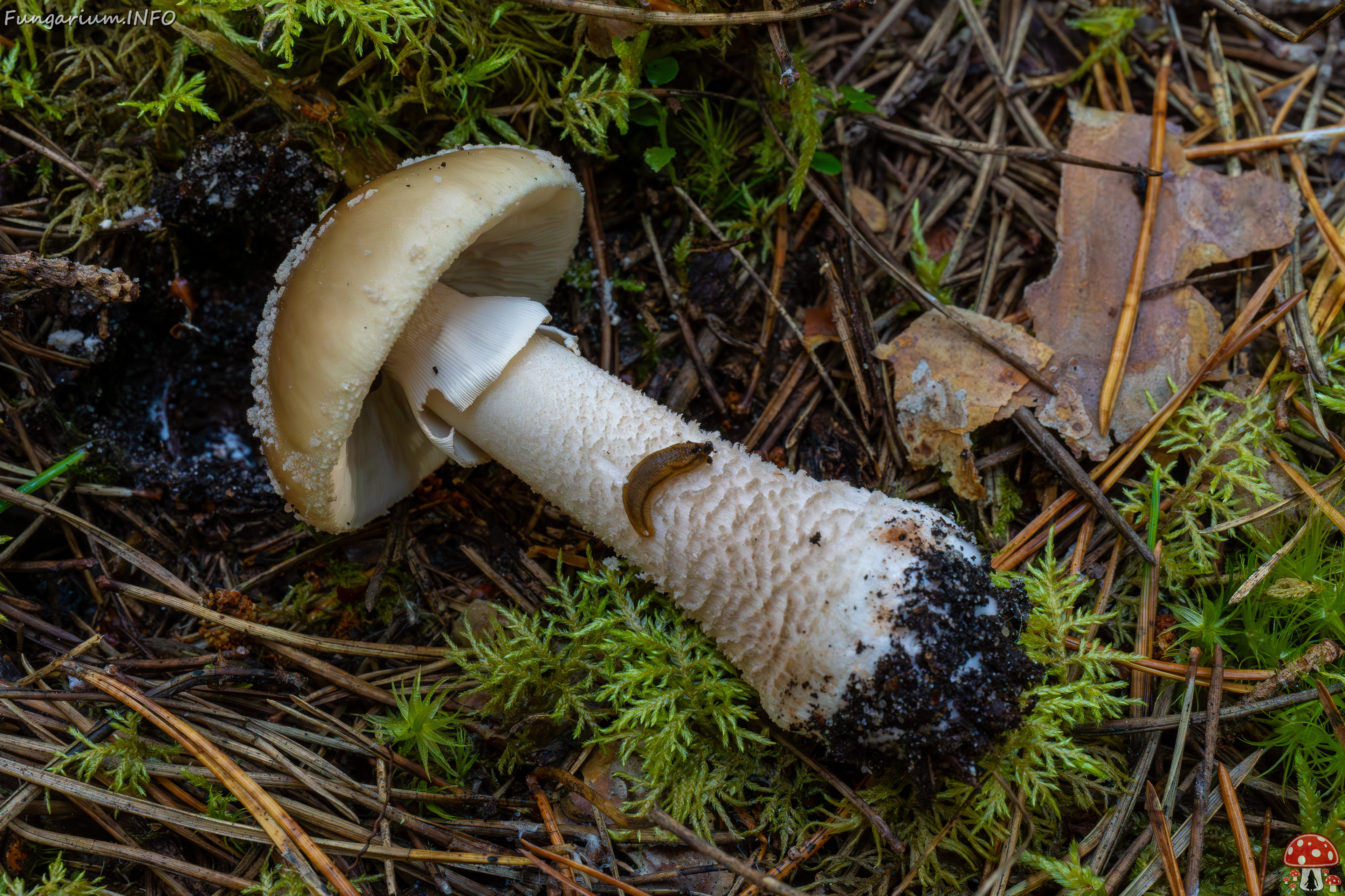 amanita-excelsa_2024-09-18_1-6 