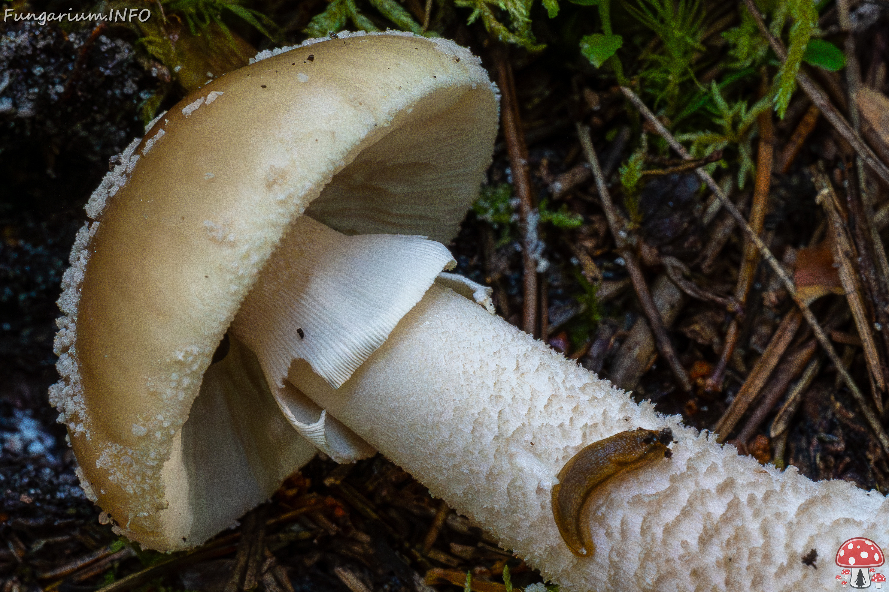 amanita-excelsa_2024-09-18_1-7 