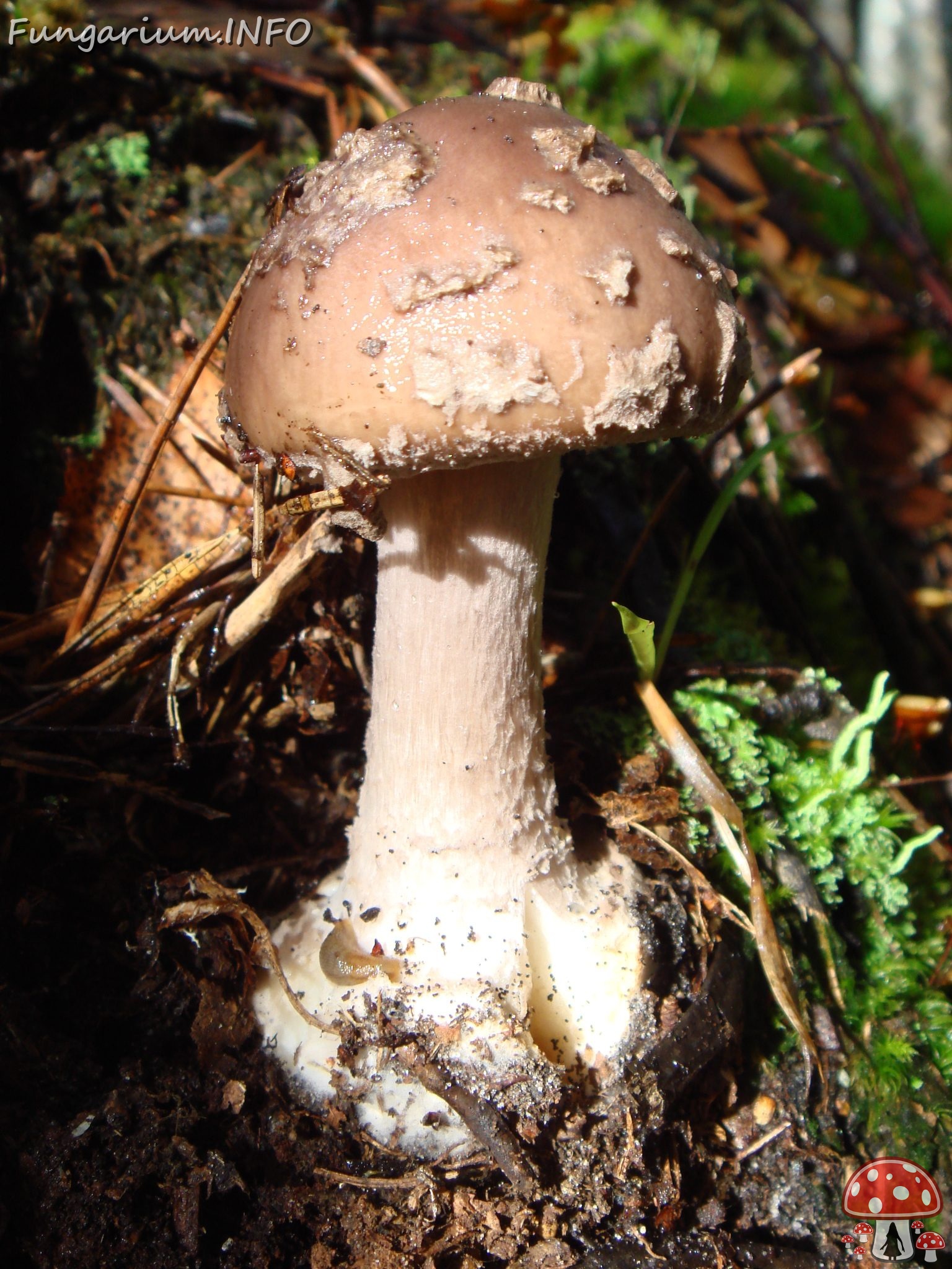 fungi-0004544 