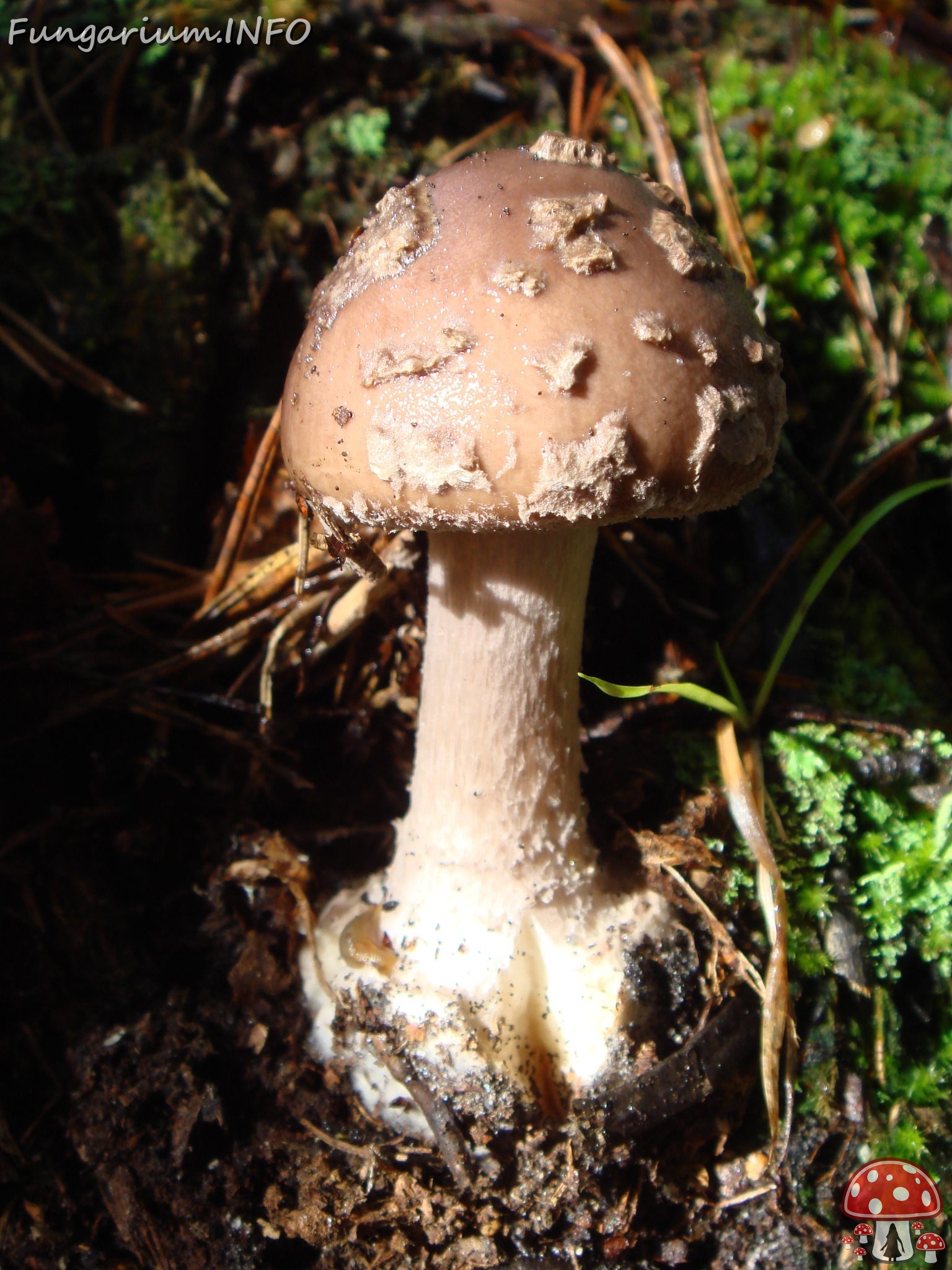 fungi-0004545 