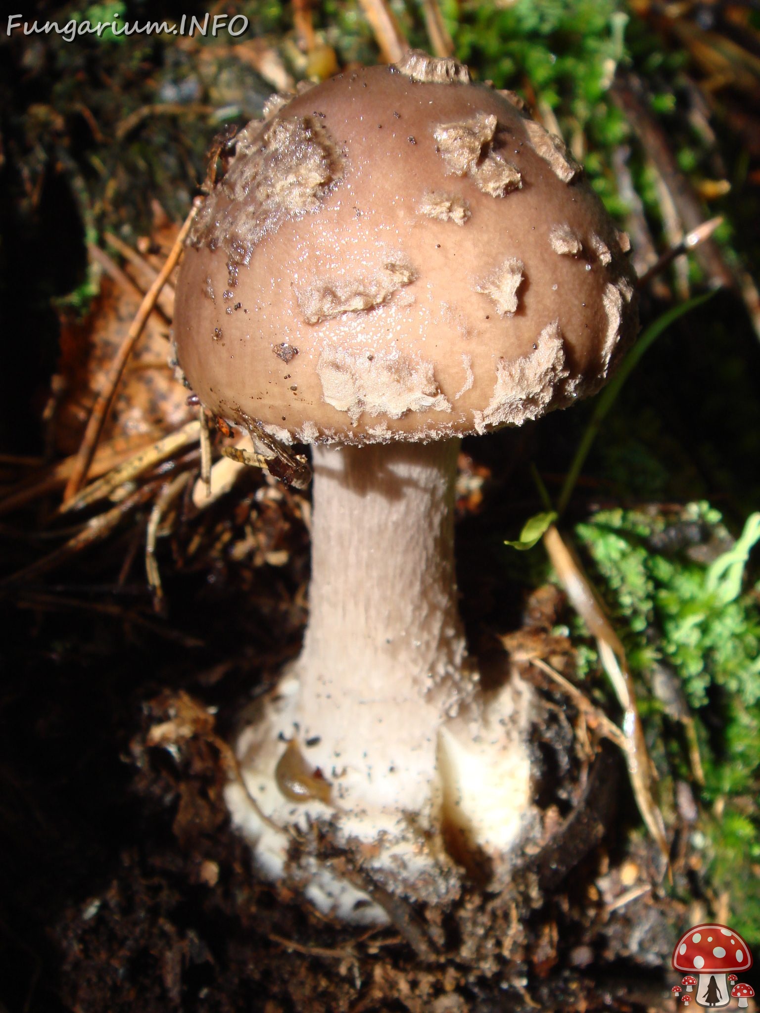 fungi-0004546 