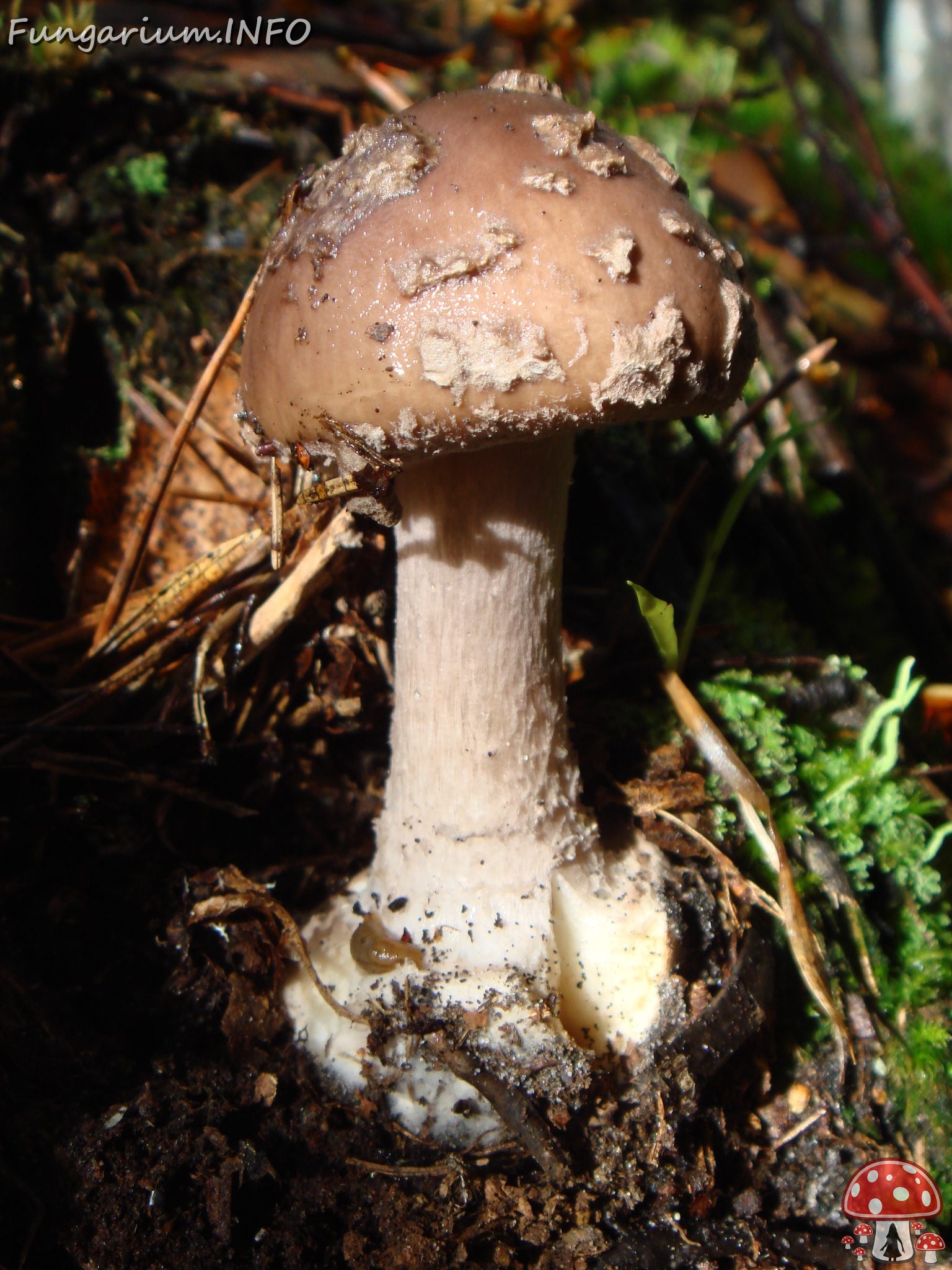 fungi-0004547 