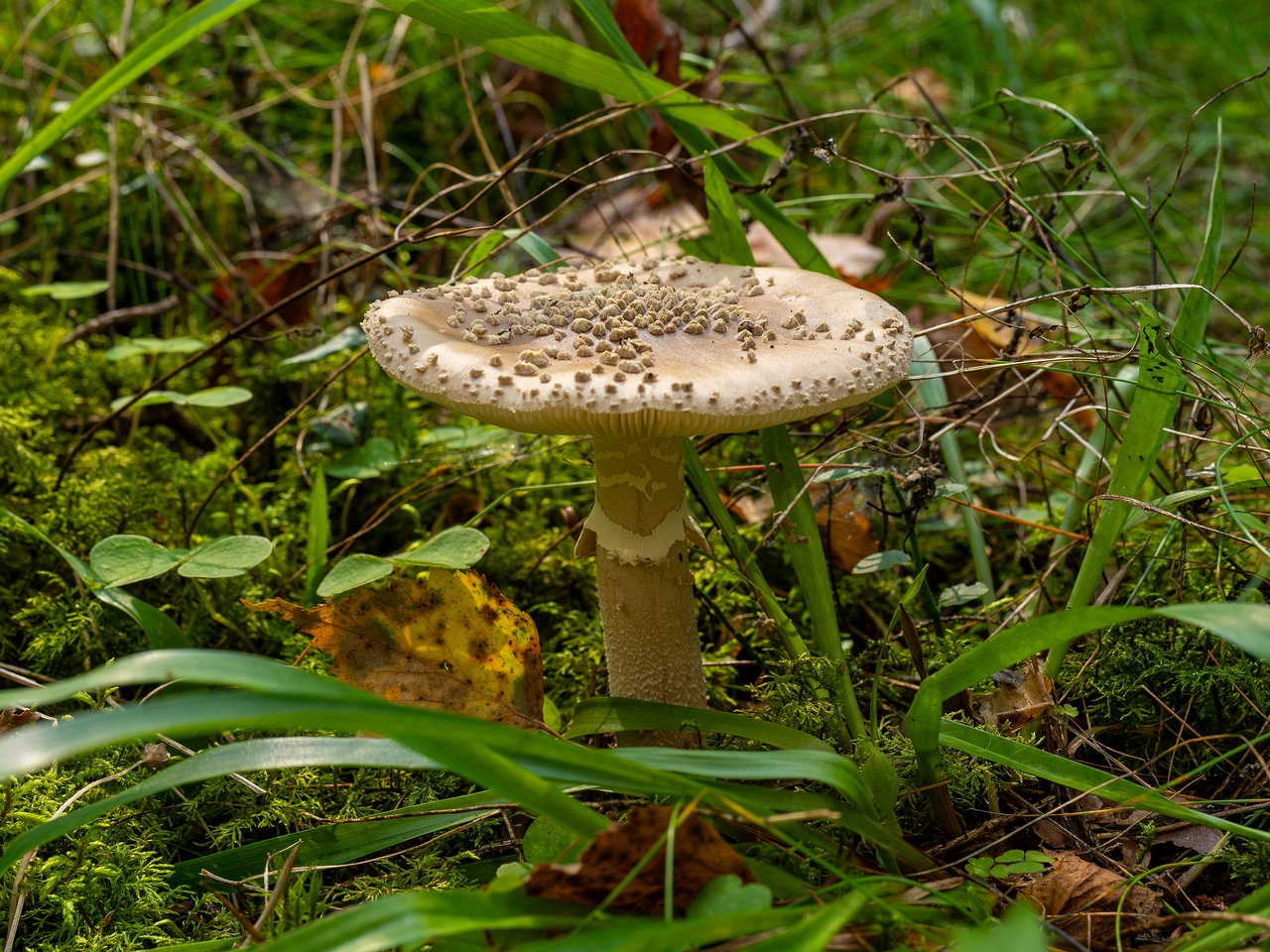 !Amanita excelsa _2025-09-06_1-10