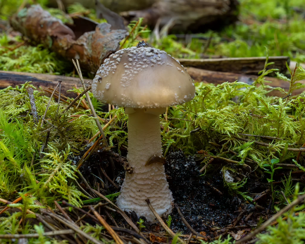 amanita-excelsa_2024-09-18_1-1