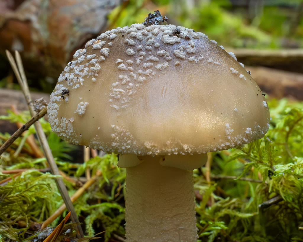 amanita-excelsa_2024-09-18_1-2