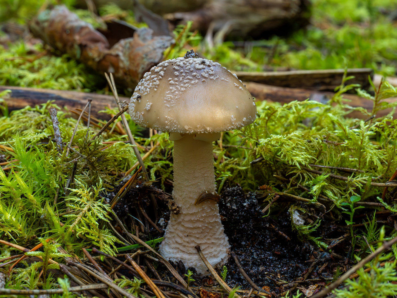 amanita-excelsa_2024-09-18_1-3