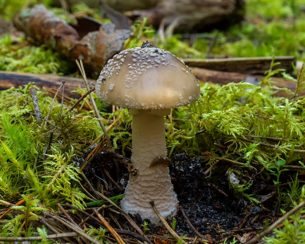 amanita-excelsa_2024-09-18_1-3