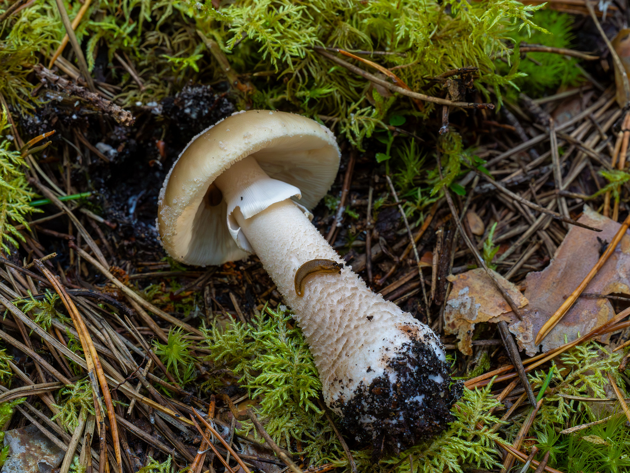 amanita-excelsa_2024-09-18_1-4