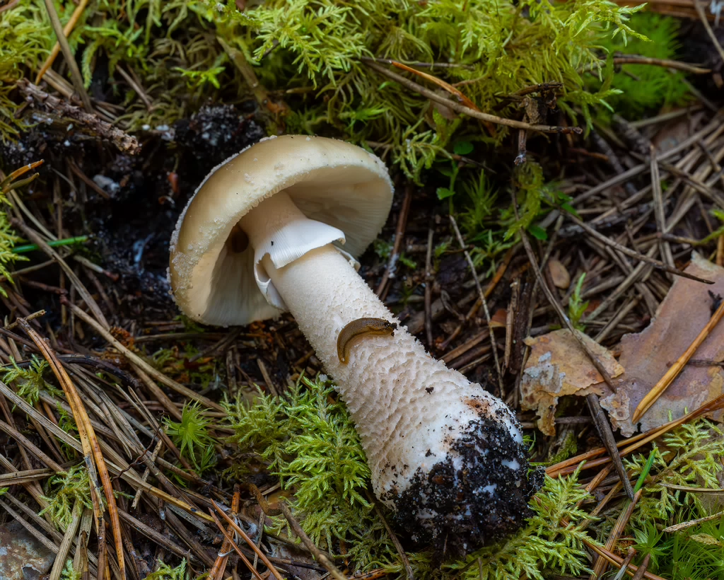 amanita-excelsa_2024-09-18_1-4