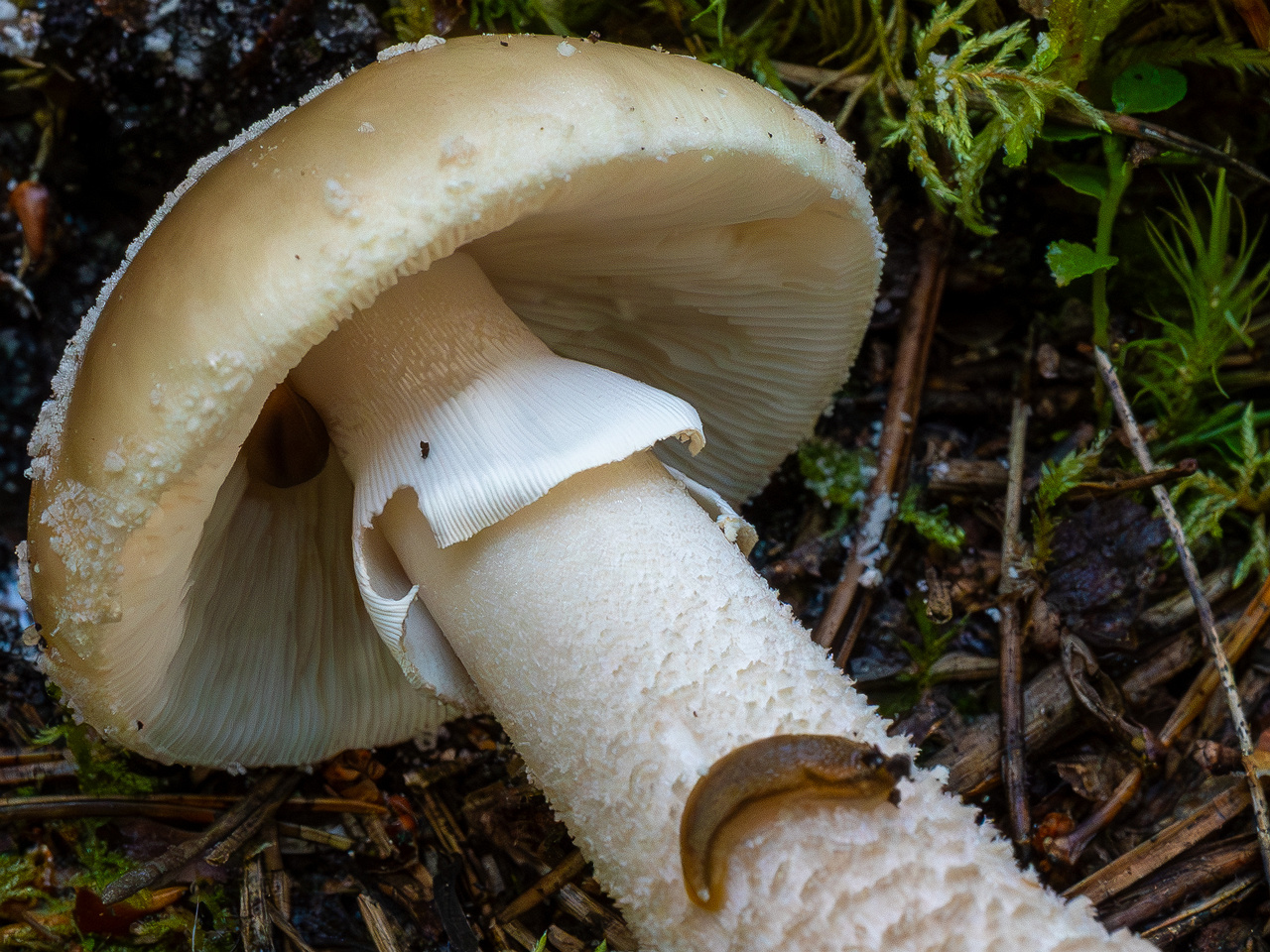 amanita-excelsa_2024-09-18_1-5