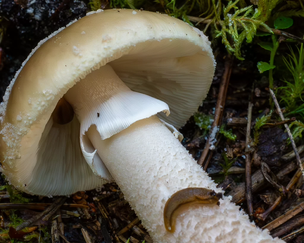 amanita-excelsa_2024-09-18_1-5