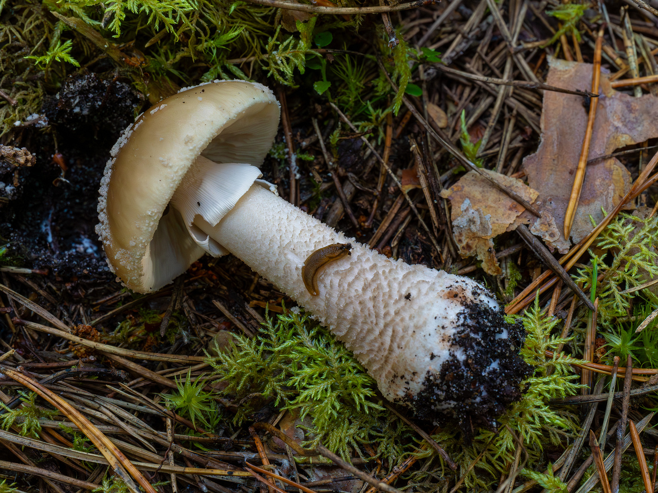 amanita-excelsa_2024-09-18_1-6