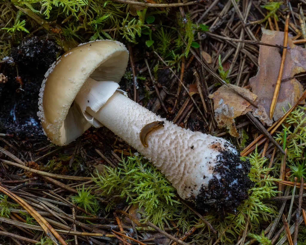 amanita-excelsa_2024-09-18_1-6